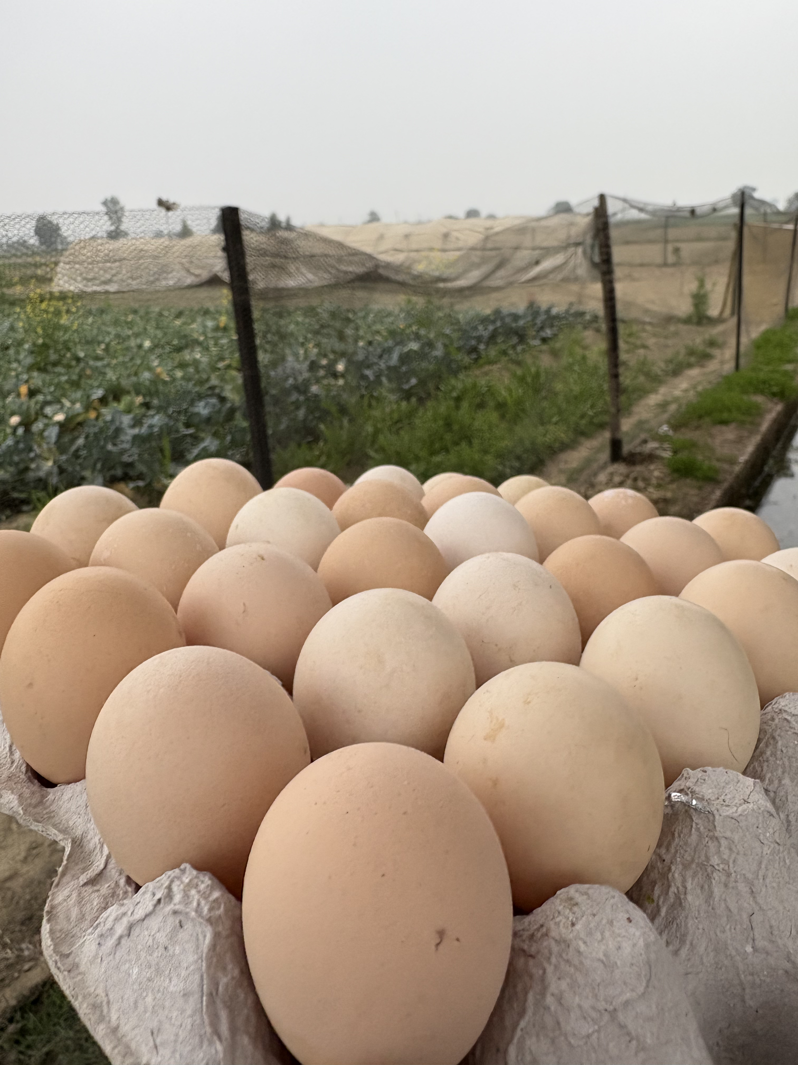 Fresh Farm Desi Organic Eggs