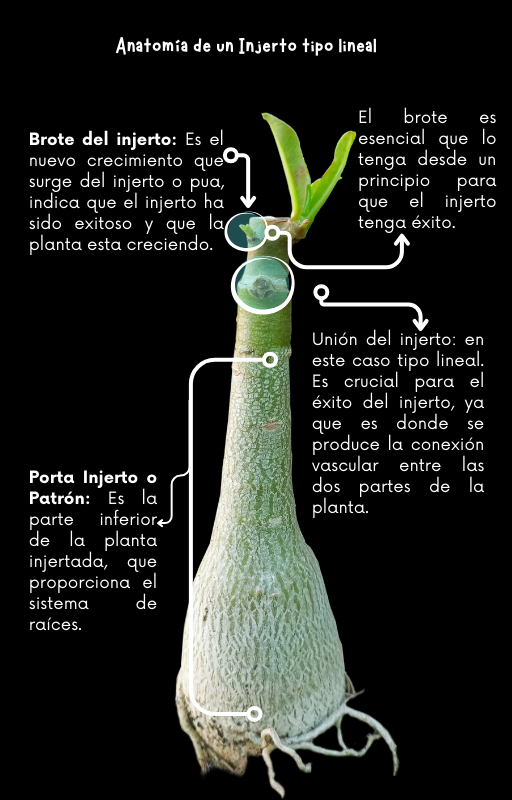 Las Rosas del Desierto - Descubre las Técnicas Secretas Para un Crecimiento Exuberante.