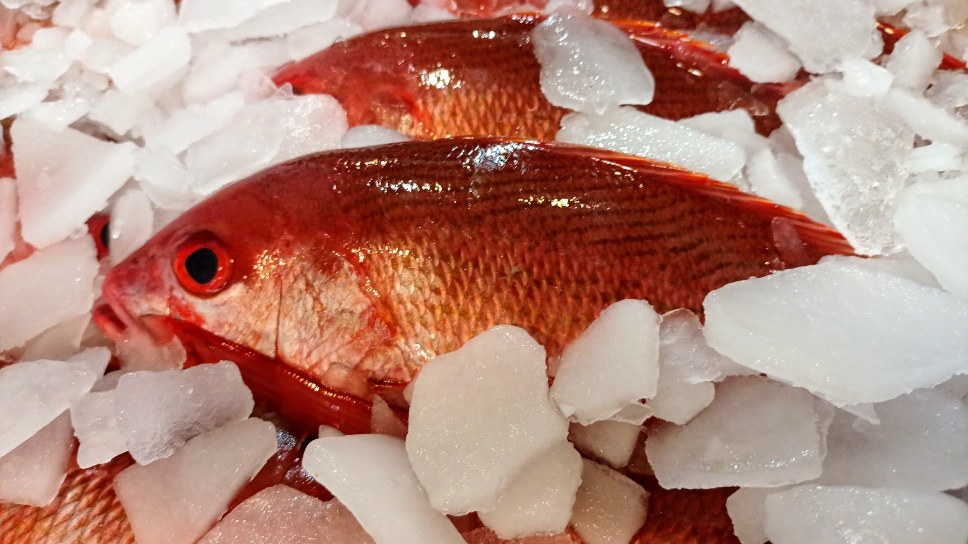 Pescado rojo fresco