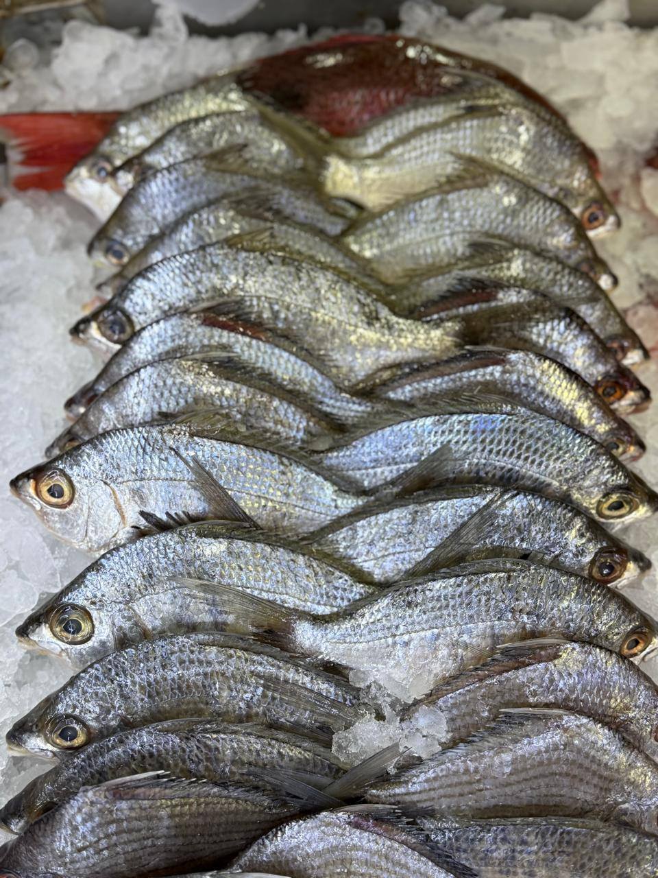 Mojarra