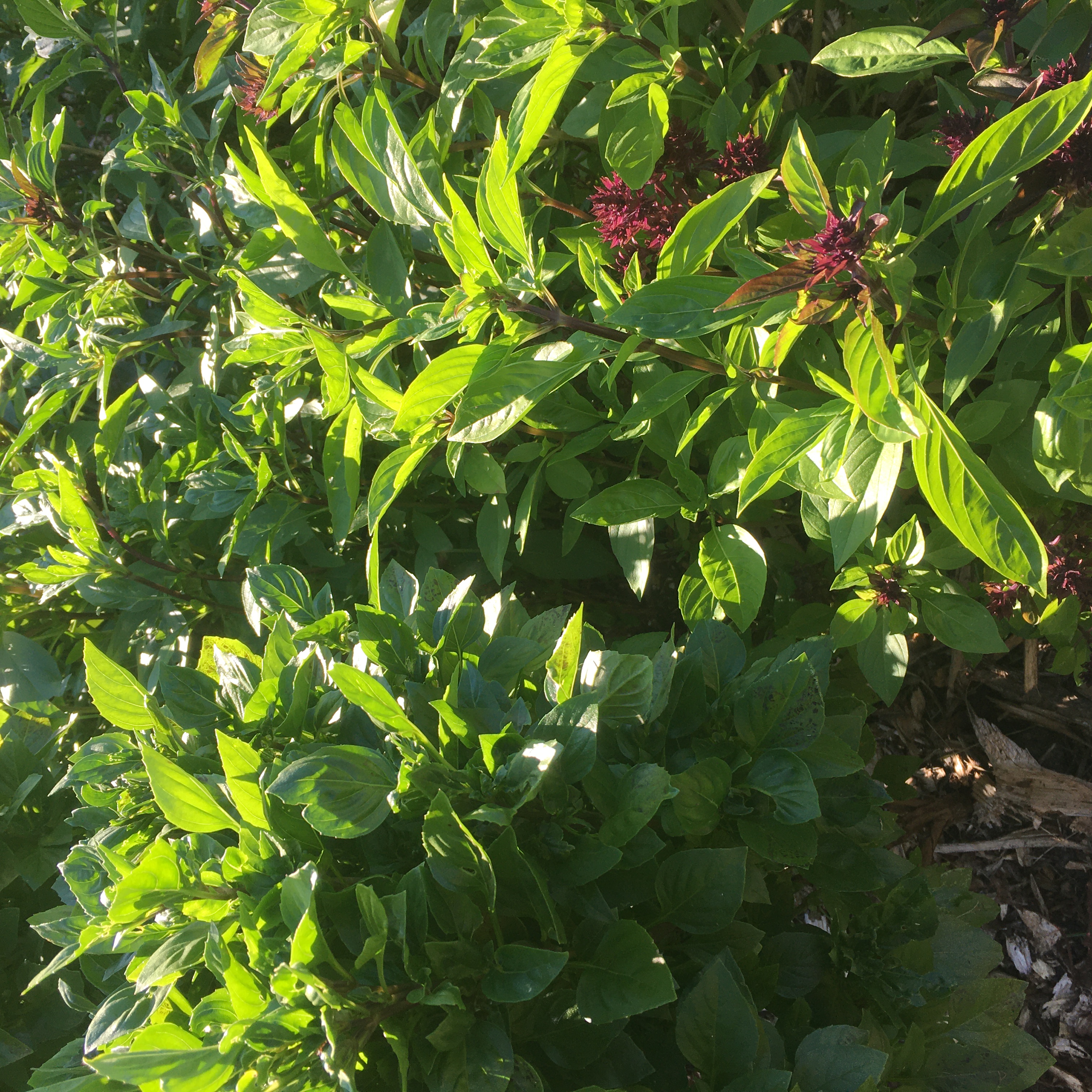 Wild Crafted Cocktails Workshop