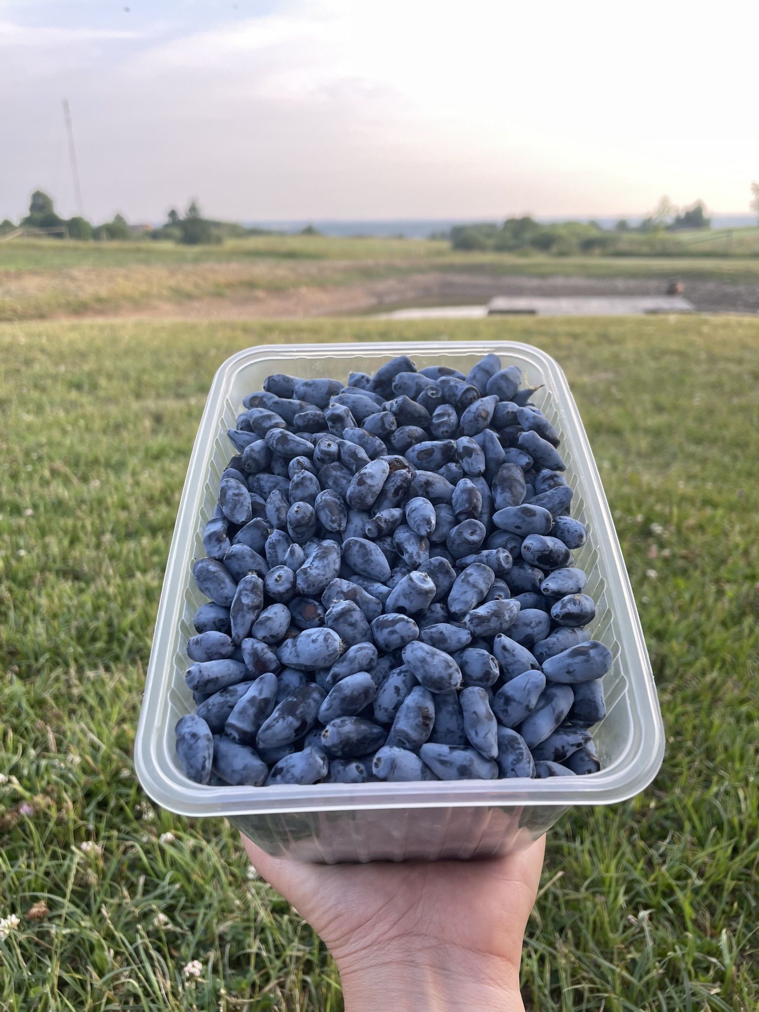 Valgomajo sausmedžio uogos