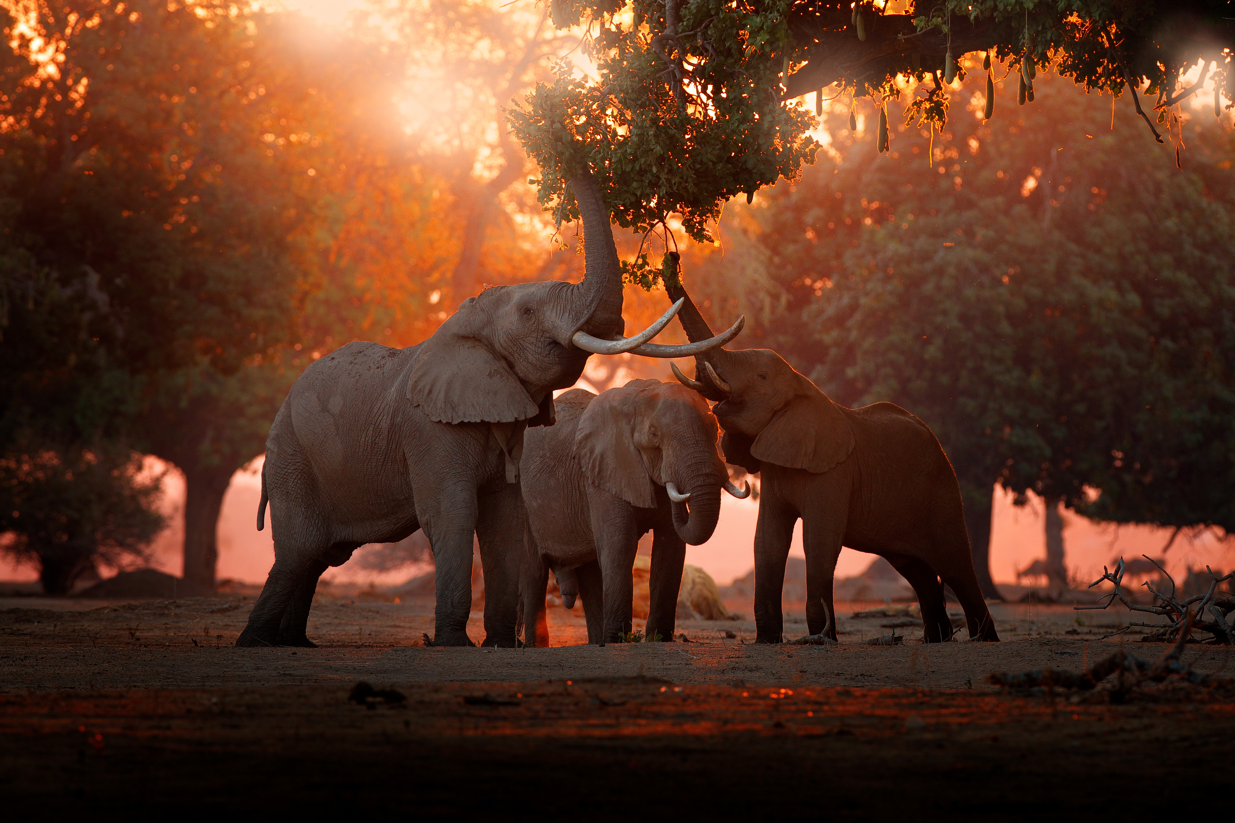 Elefante no Parque Nacional de Mana Pools, Zimbábue, África