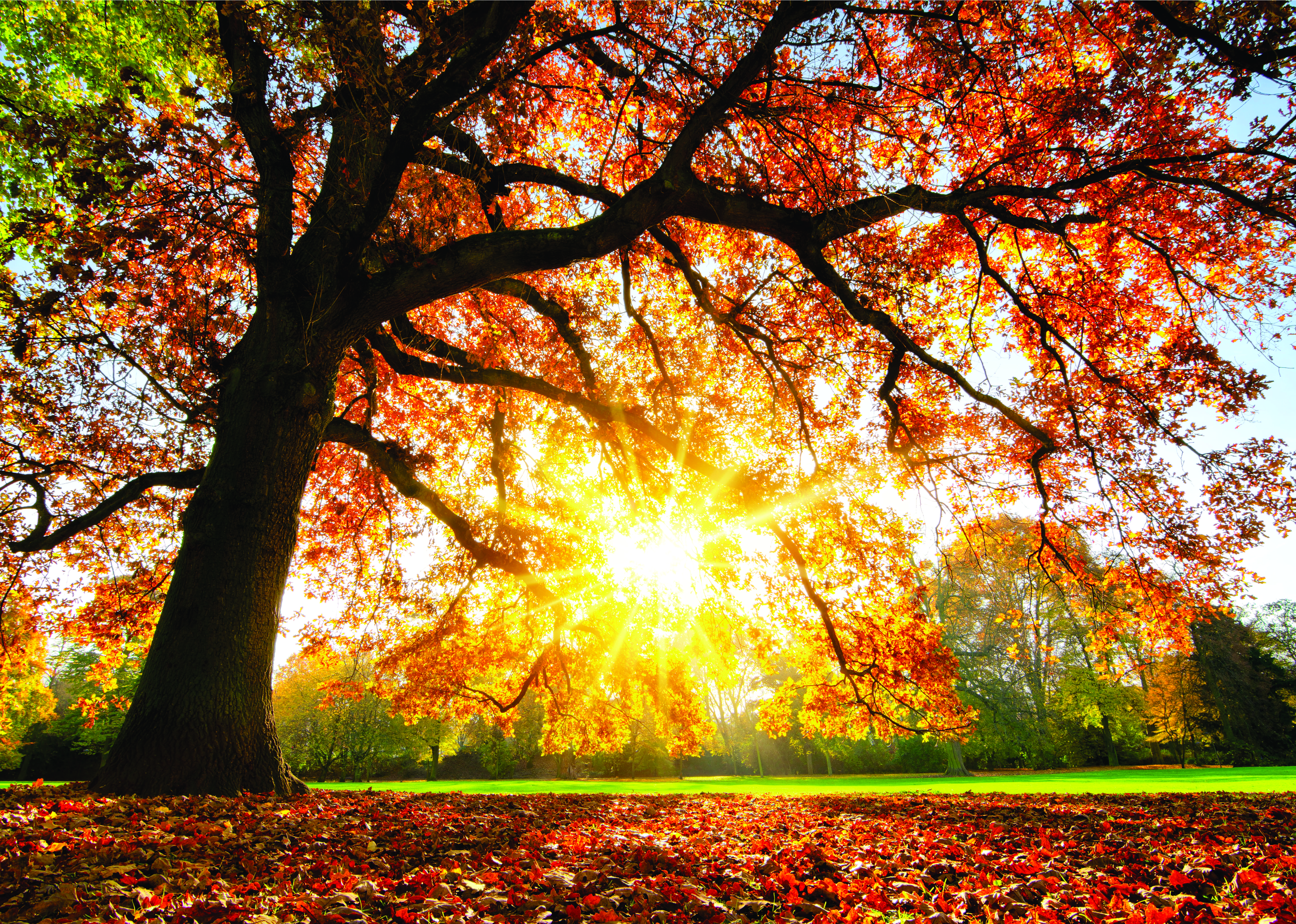 Carvalho majestoso ao pôr do sol de outono