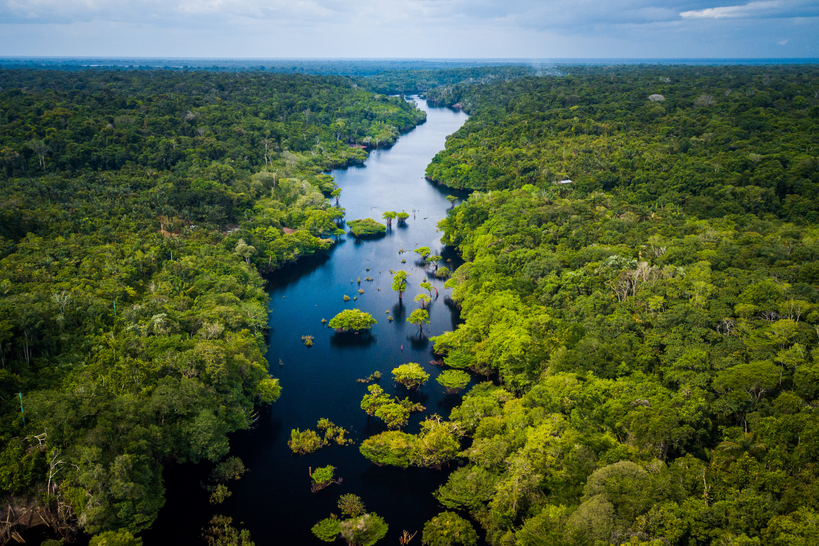 Floresta Amazônica no Parque Nacional de Anavilhanas, Amazonas - Brasil