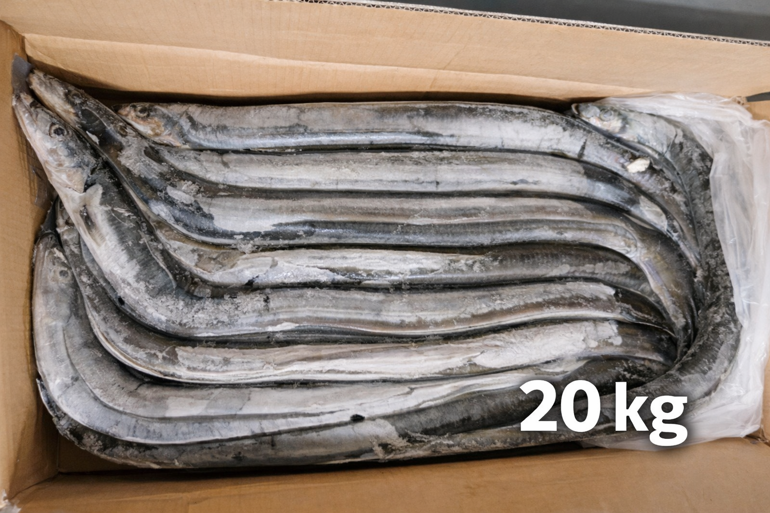 Suš. Amerikinis upinis ungurys (su galva,  išdarinėtas)