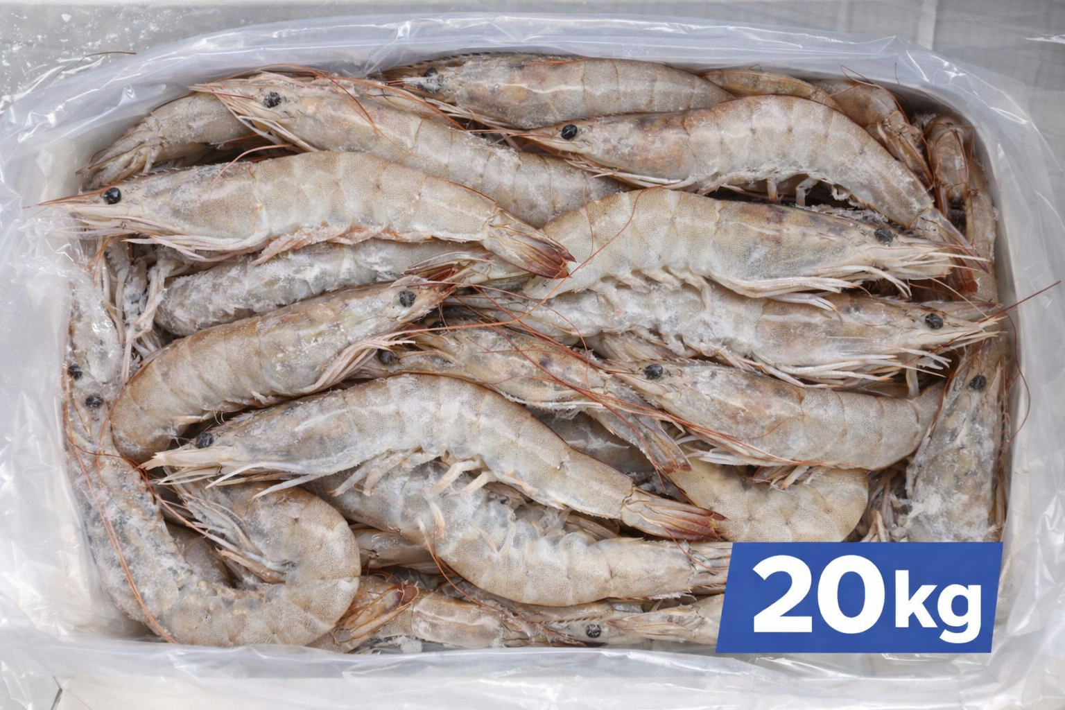 Baltakojės blyškiosios krevetės, (su galva, su kiautu)