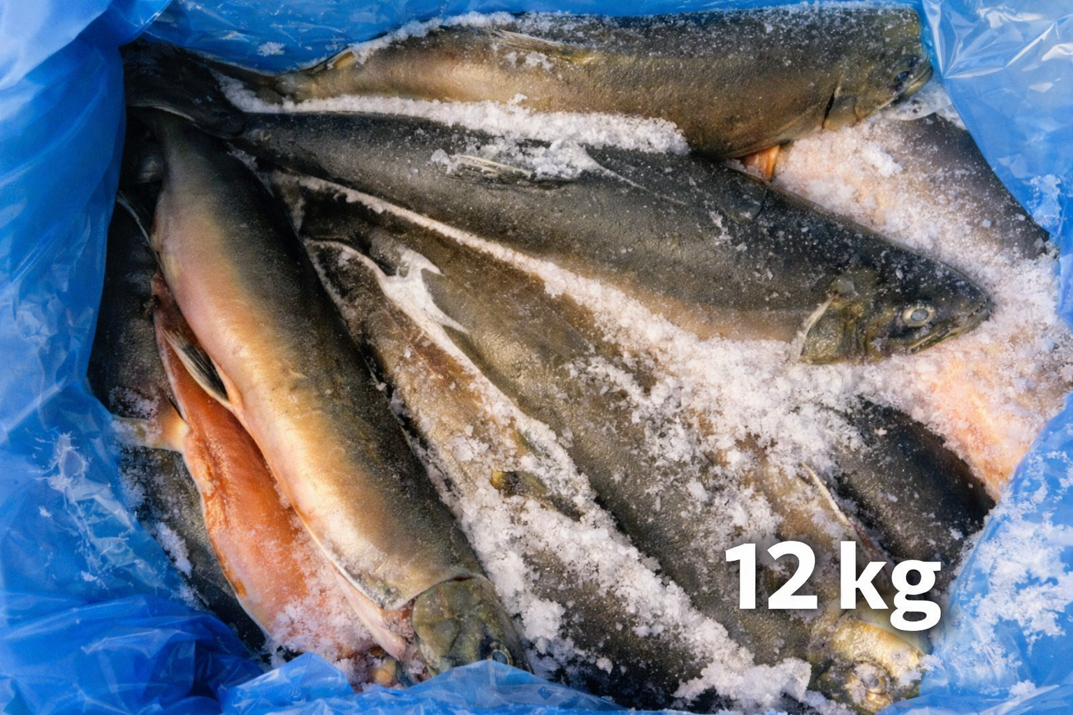 Suš. Arktinė palija (su galva, išdarinėta)