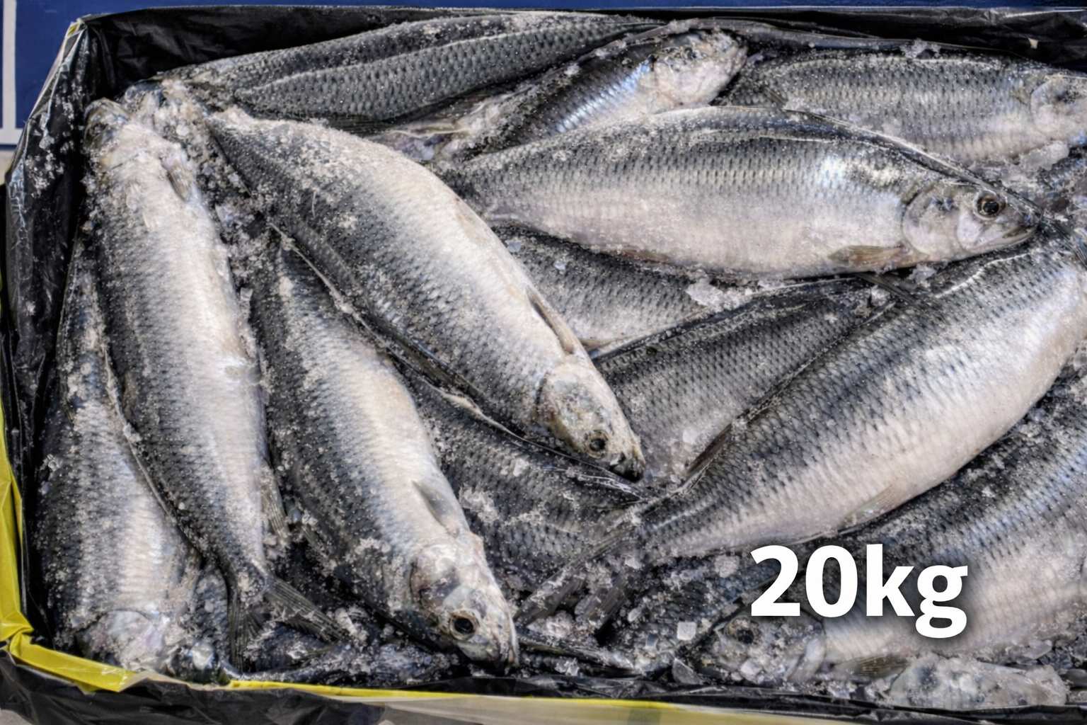 Suš. Atlantinė silkė, 400+gr