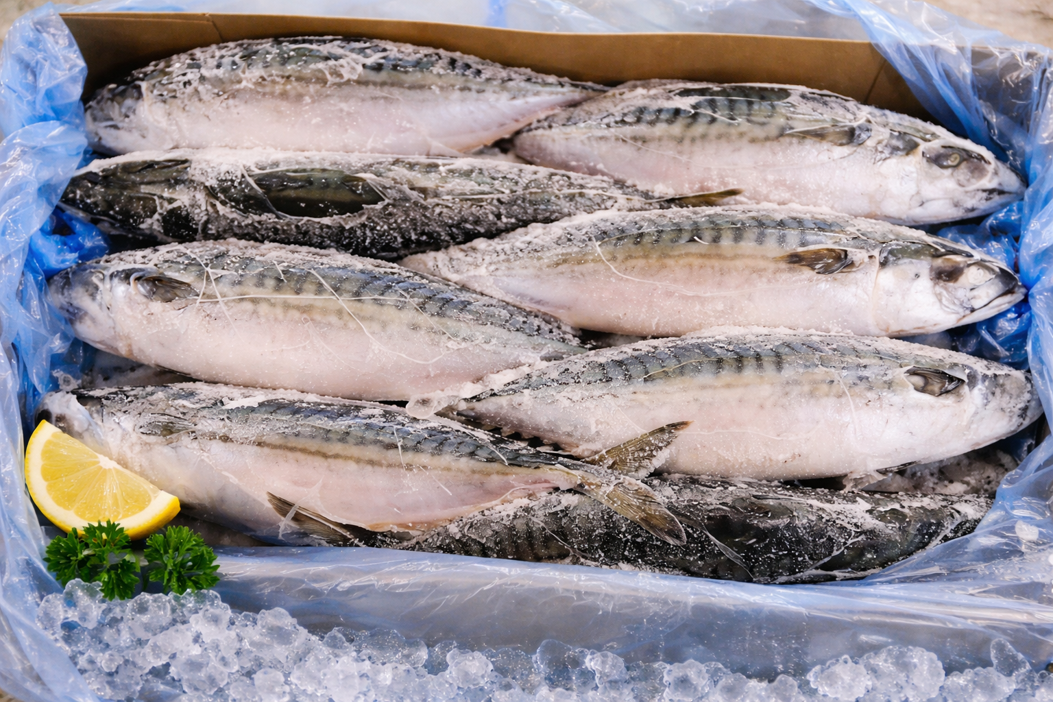 Suš. Atlantinė skumbrė, 400-600gr