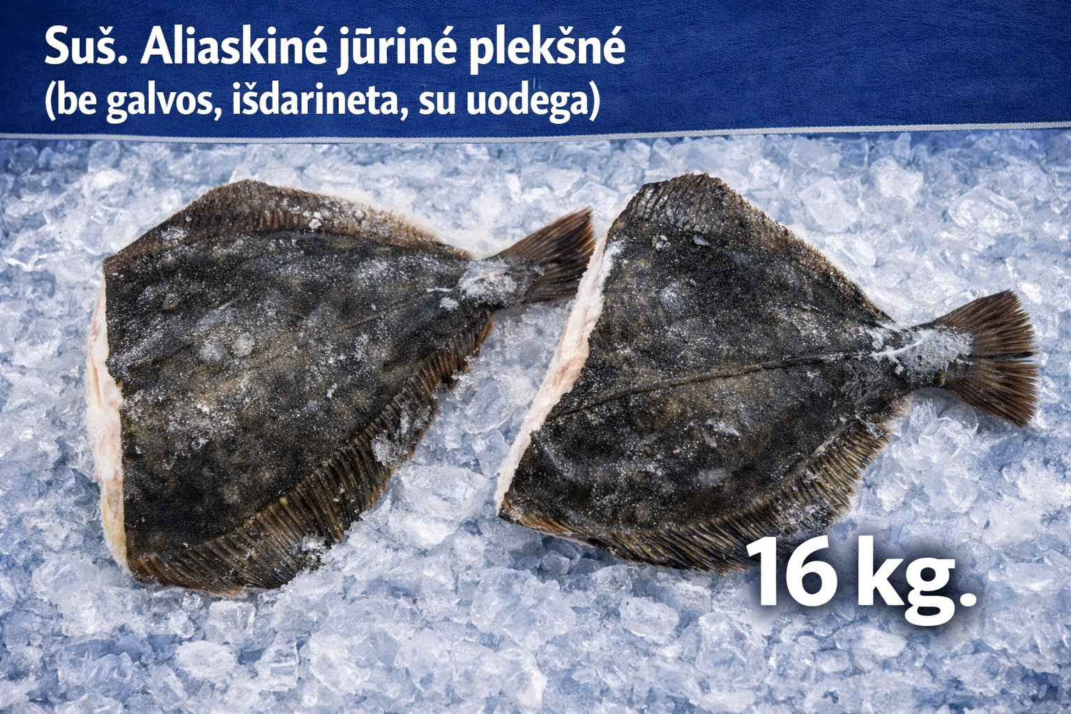 Suš. Aliaskinė jūrinė plekšnė (be galvos,  išdarinėta, su uodega)