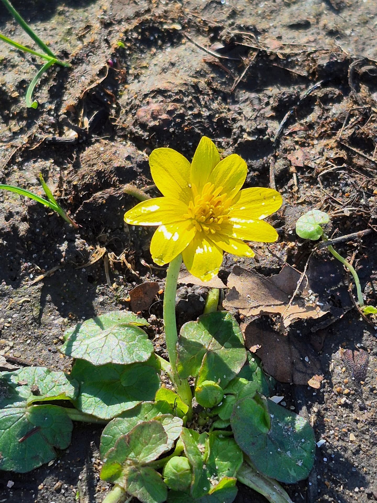 Fleurs jaunes, encre à base de gomme laque sur châssis toilé, Eveline David-Valette