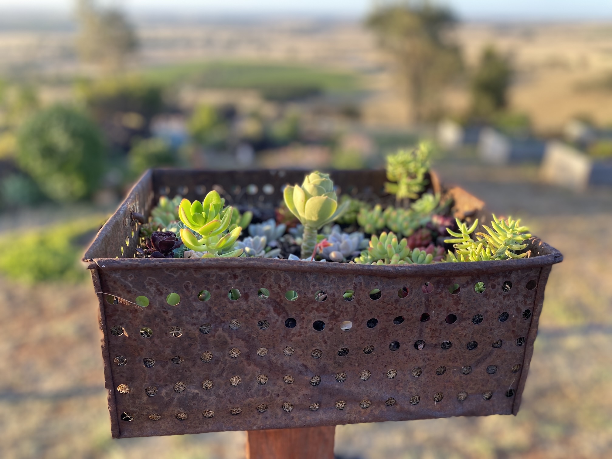 Vintage Grape Basket Gift Pack