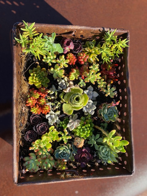 Vintage Grape Basket Gift Pack