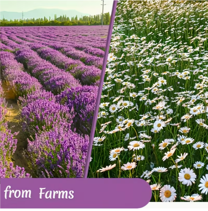 Chamomile & Lavender Tea Bags