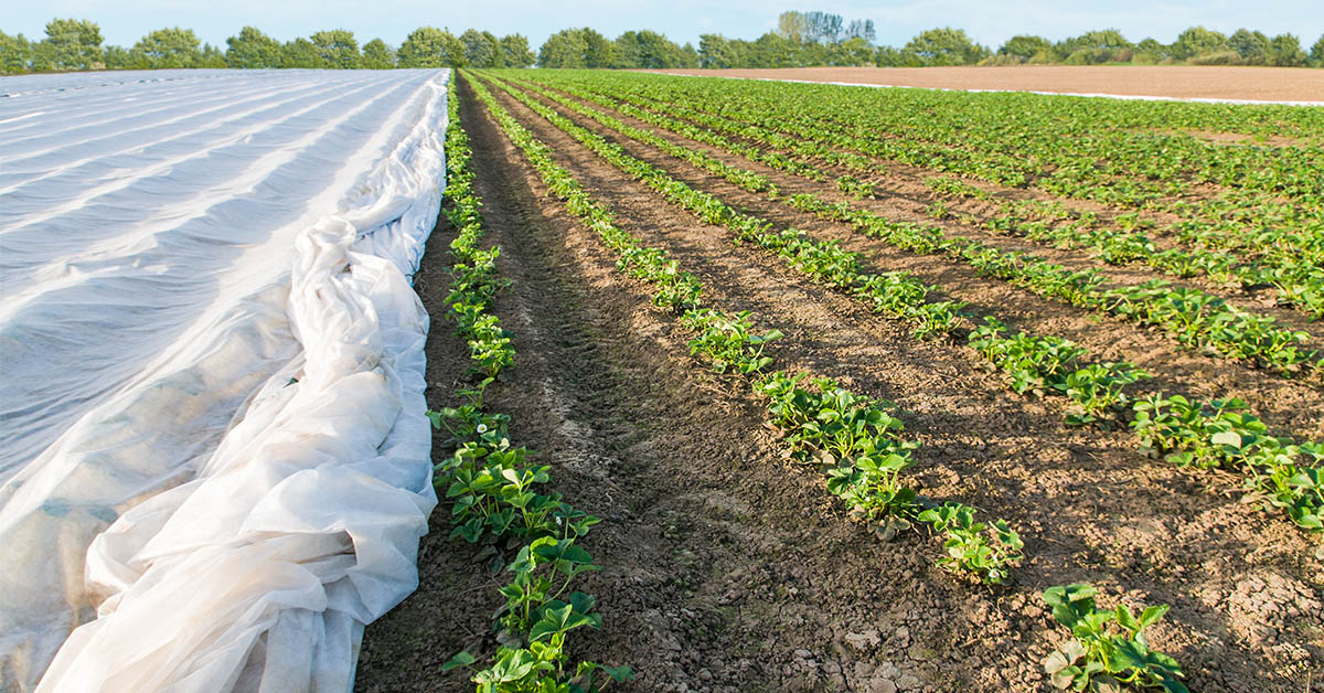 8. Crop Protection Cover