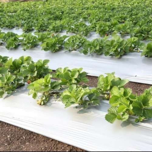 5. White Standard Mulch Films