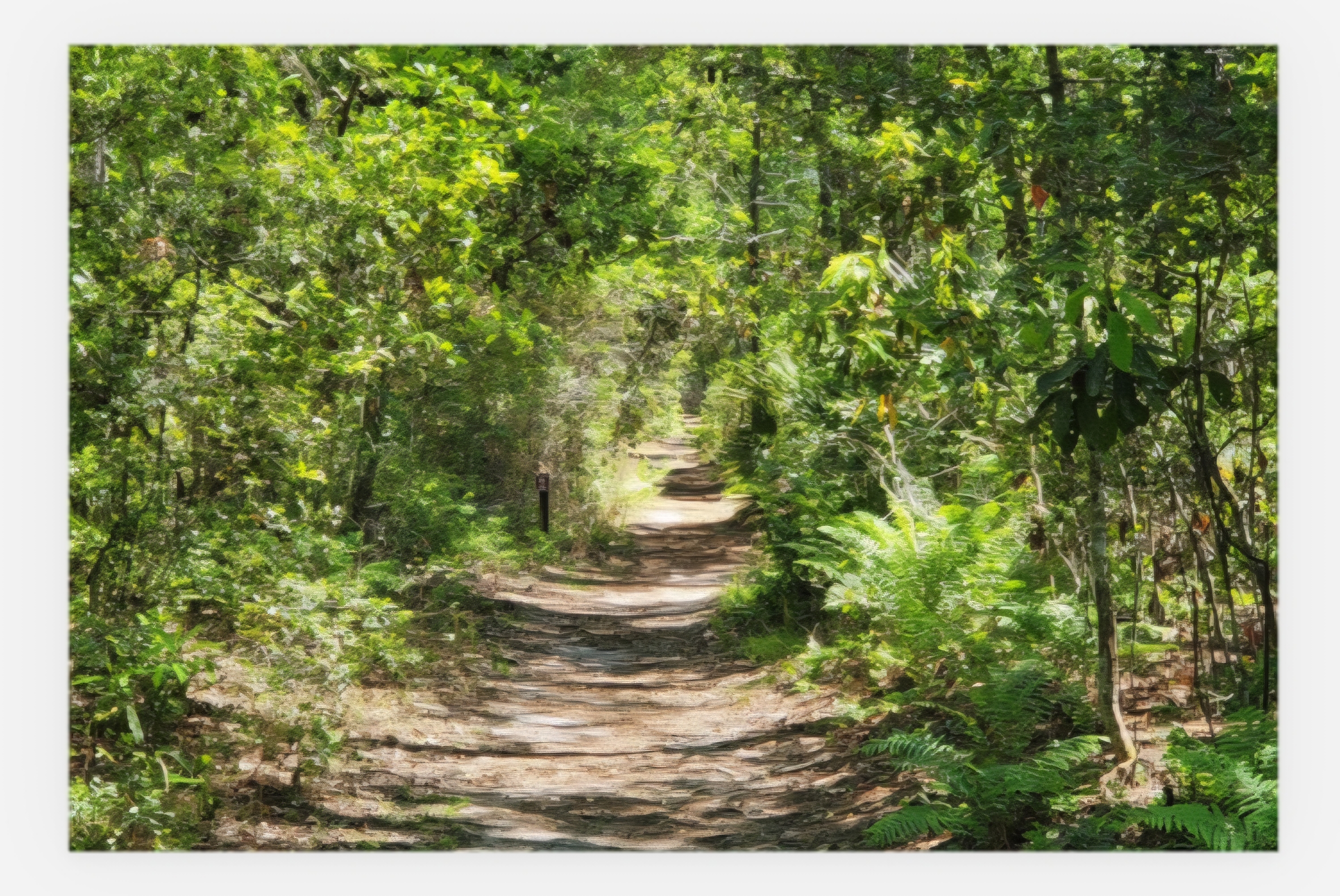 Forest Path 8x12in Canvas Print