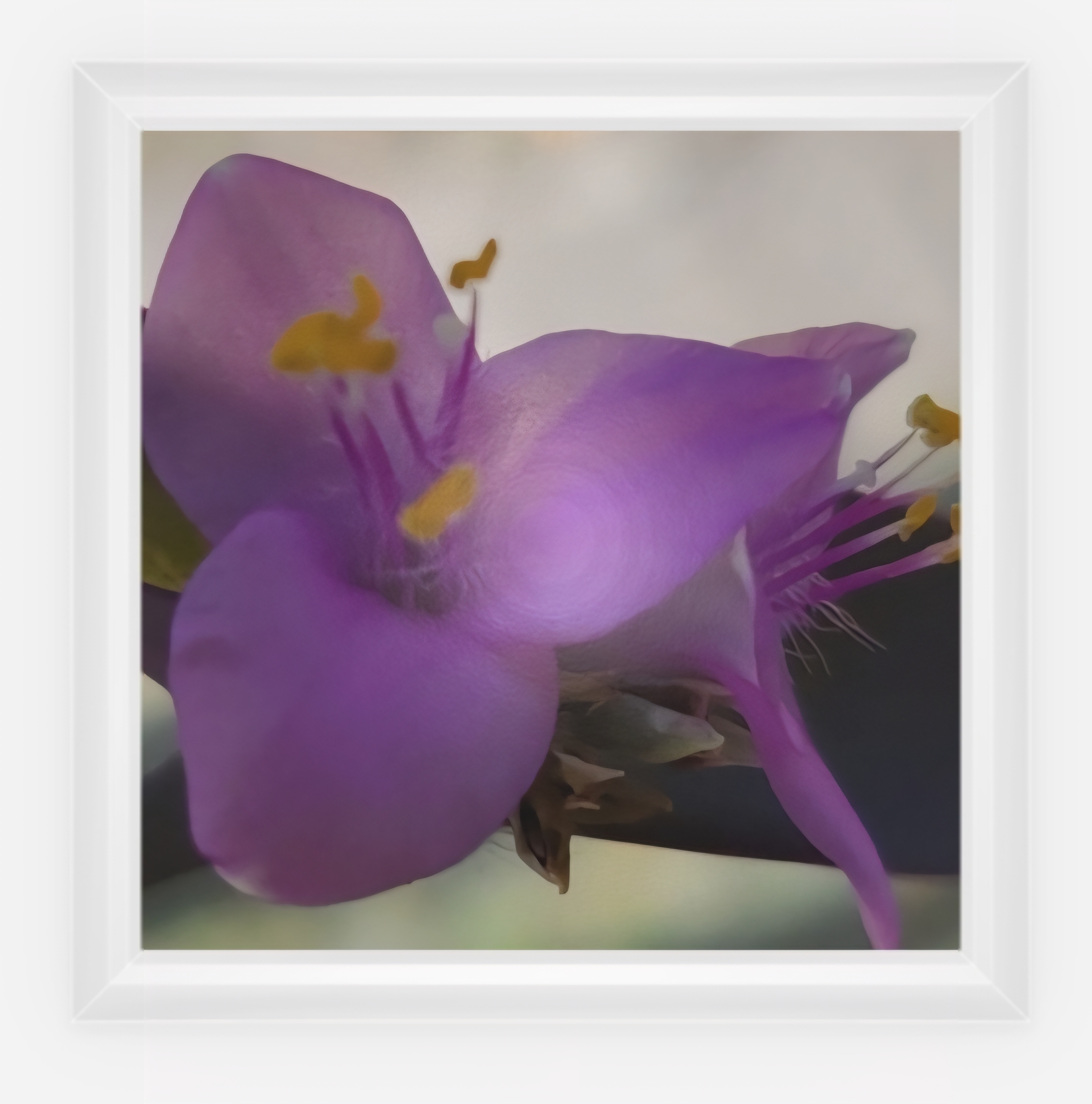 Purple Blossom Canvas Print - Laminated 