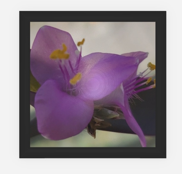 Purple Blossom Canvas Print - Laminated 