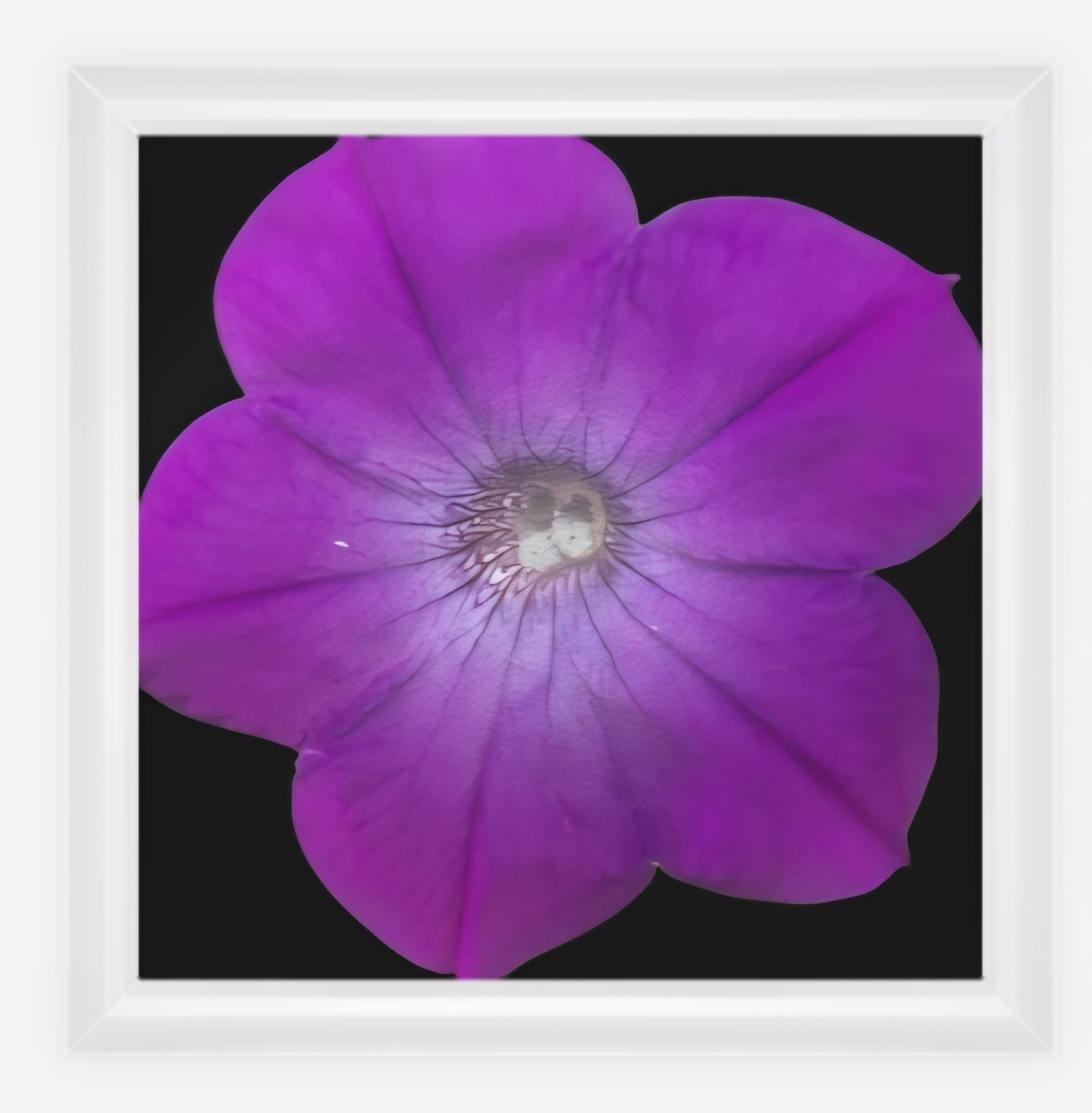 Purple Flower Canvas Art - Laminated 