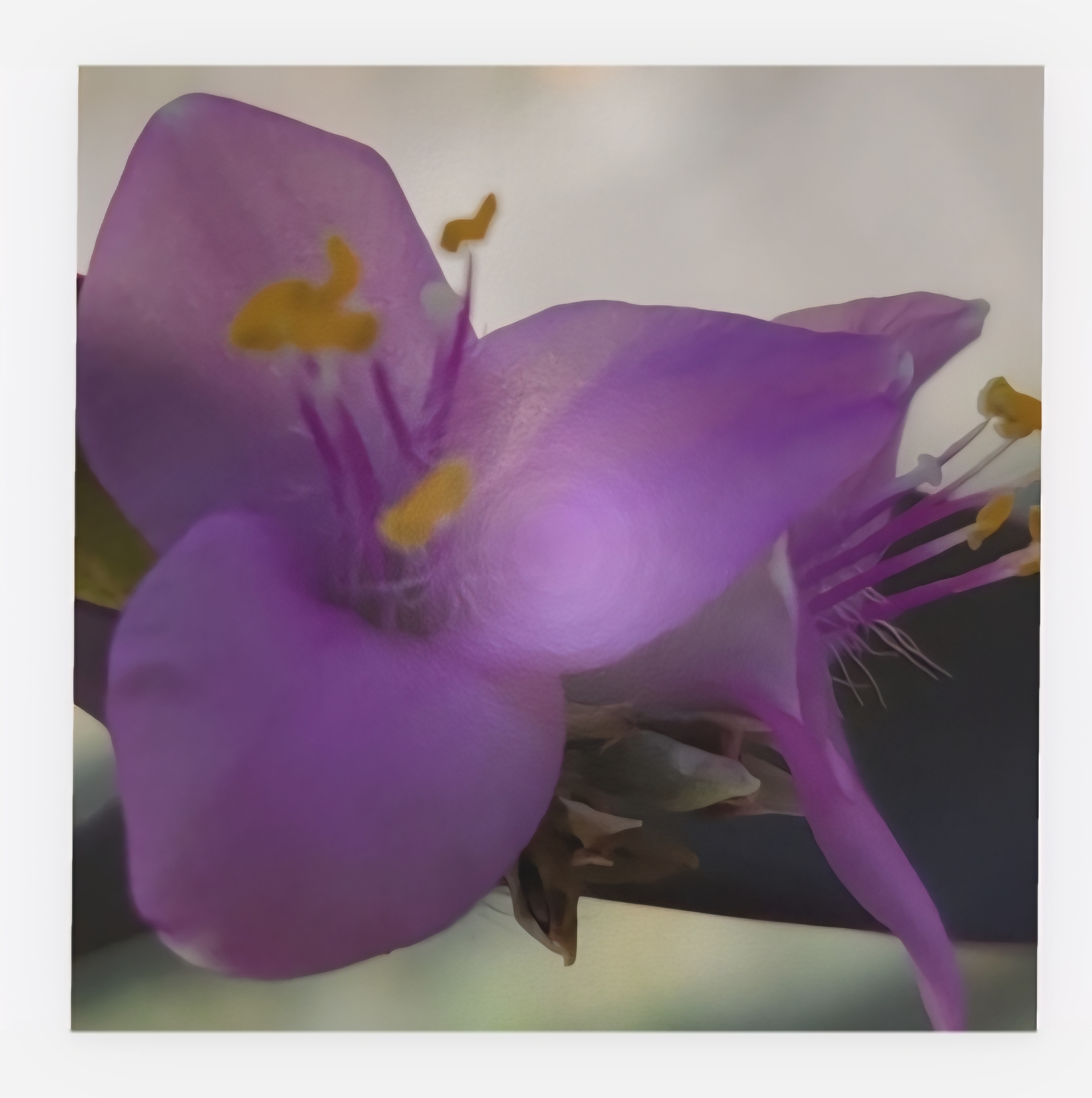 Purple Blossom Canvas Print - Laminated 