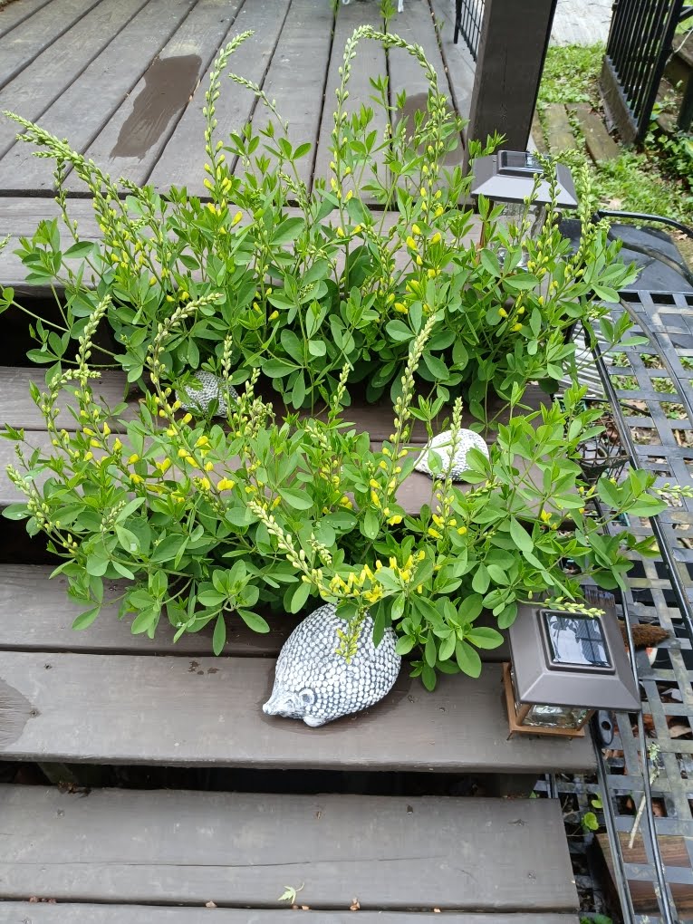 Cement Hedgehog Family Garden Statue Set