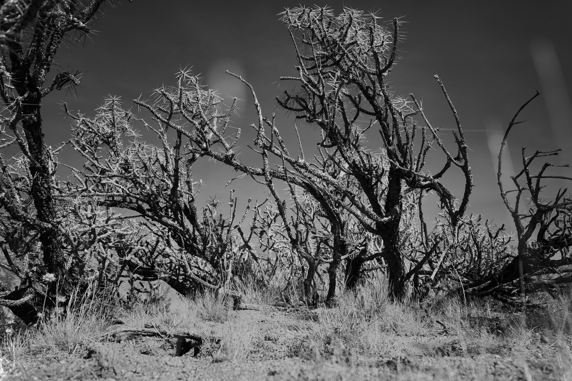 Prickle Thorns