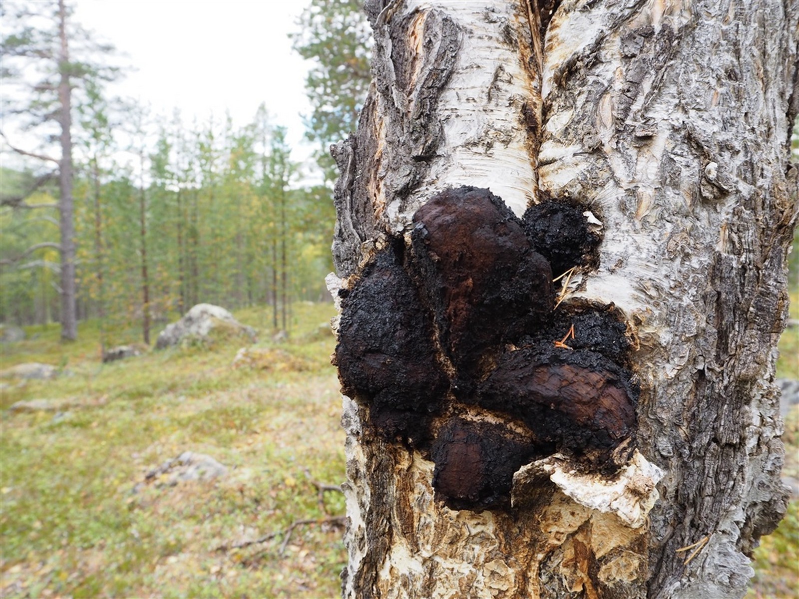 Chaga Pulver - 100 Gramm