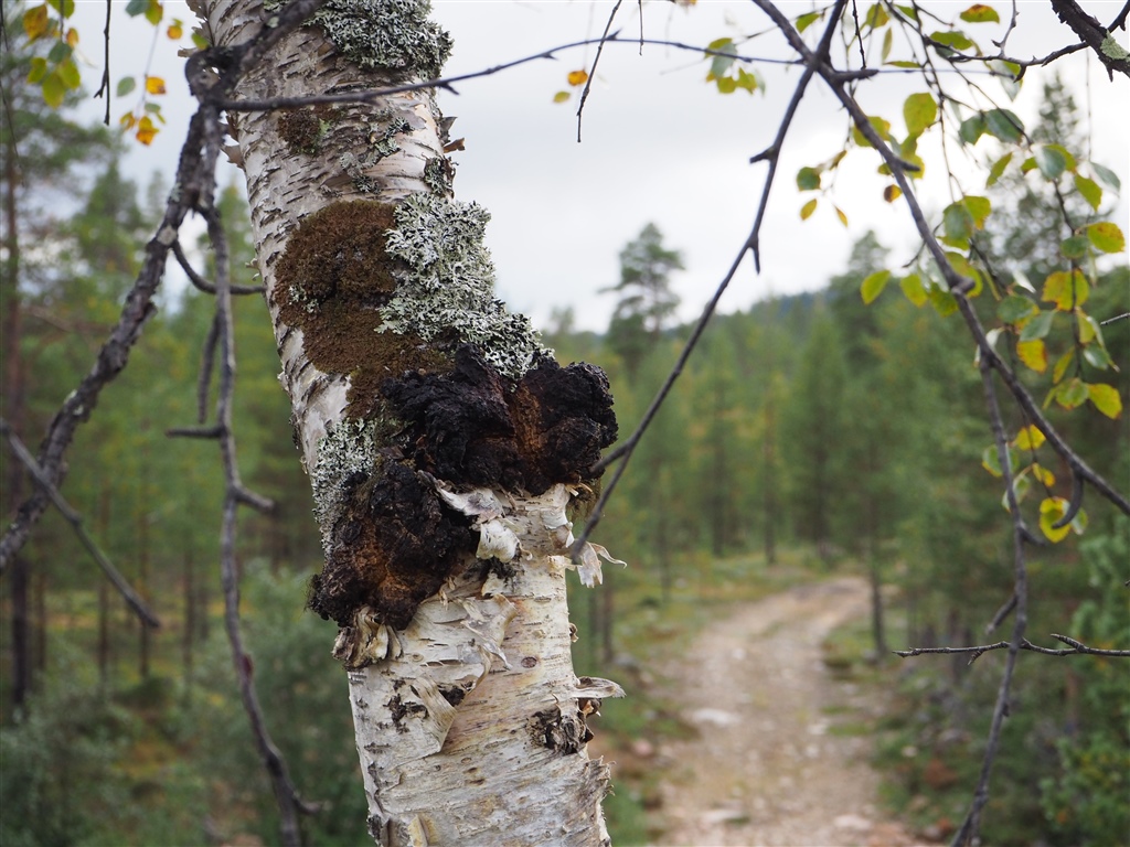 Chaga Pulver - 200 Gramm