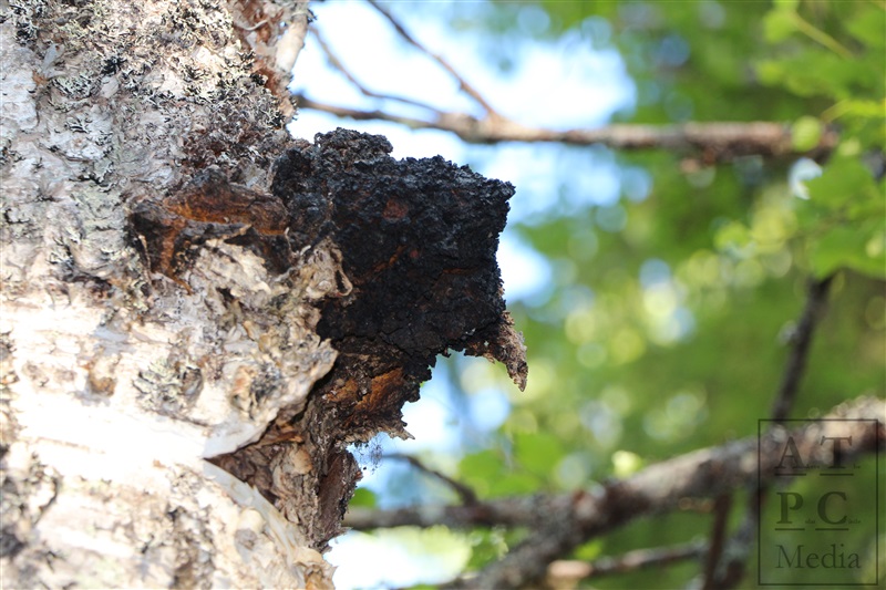 Chagapulver im Teebeutel – 20x1,5 g | PAKURI aus Finnisch-Lappland