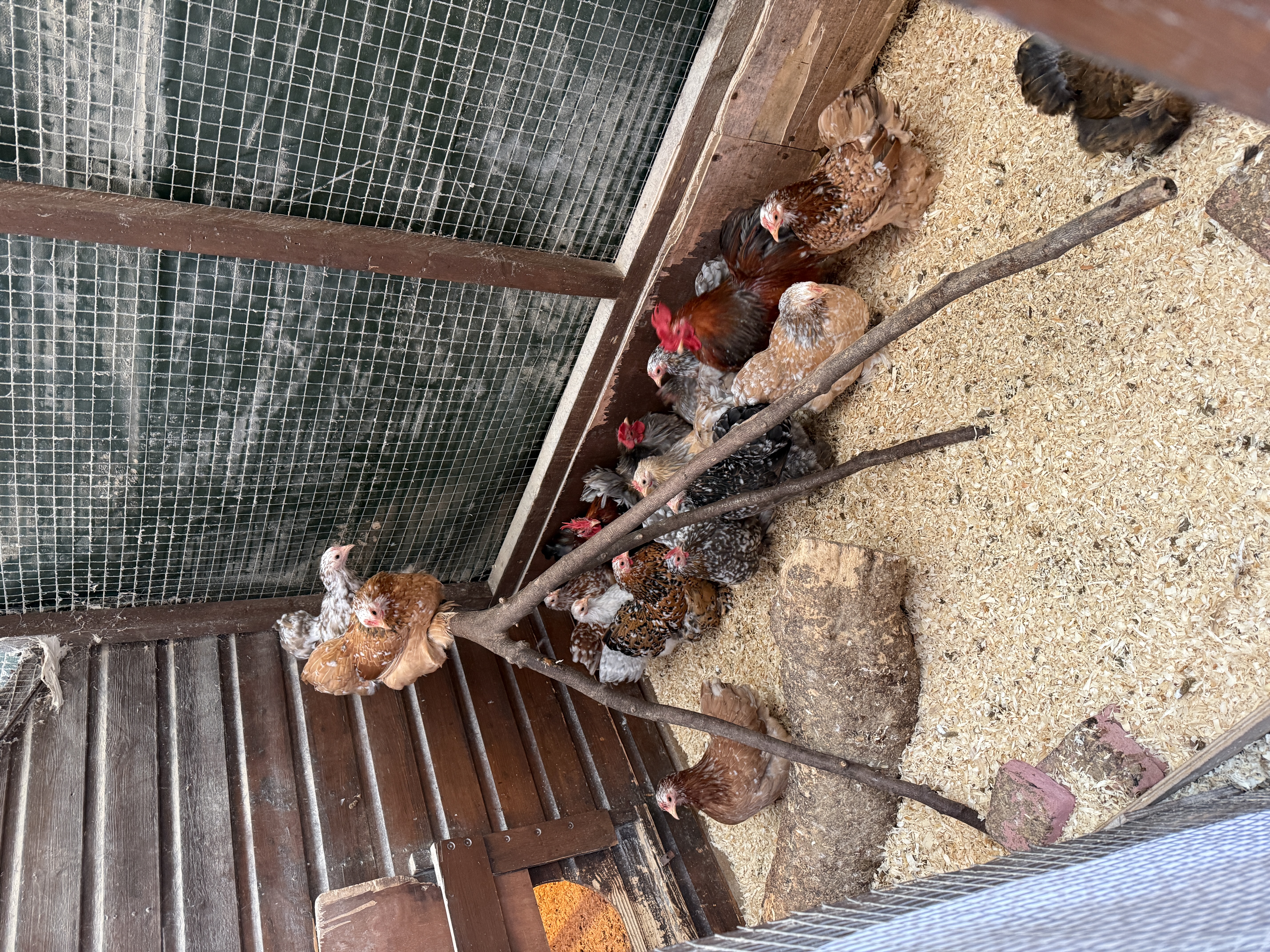 Mixed Mottled  Pekin Bantam Hatching Eggs multiples of x6