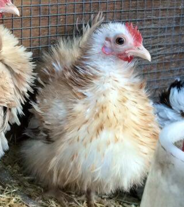 Malaysian Serama Hatching Eggs (Silkied)  multiples of x6