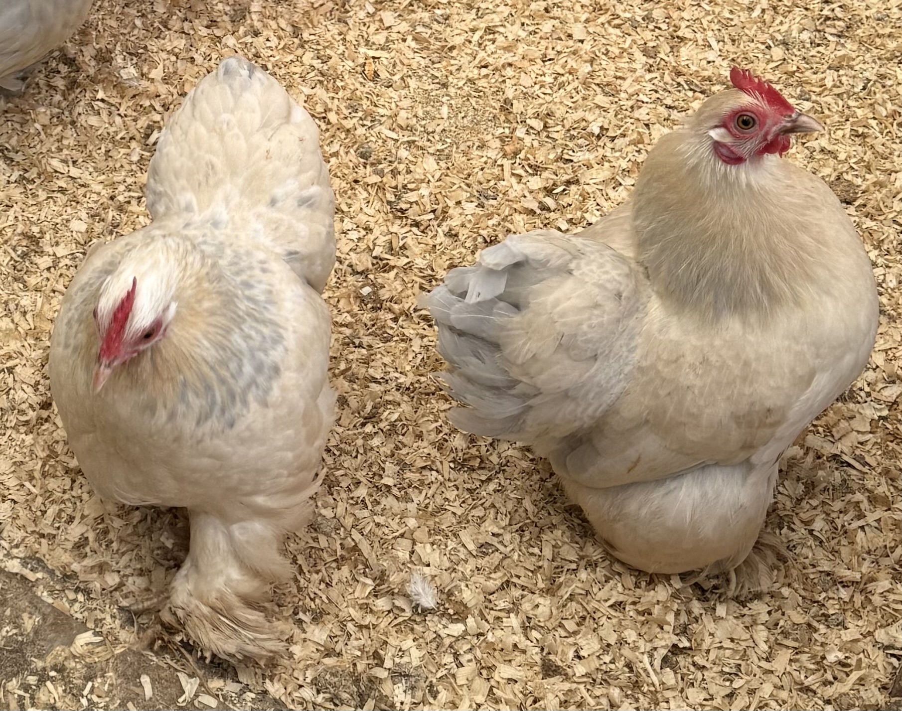 Porcelain Pekin Hatching Eggs multiples of x6