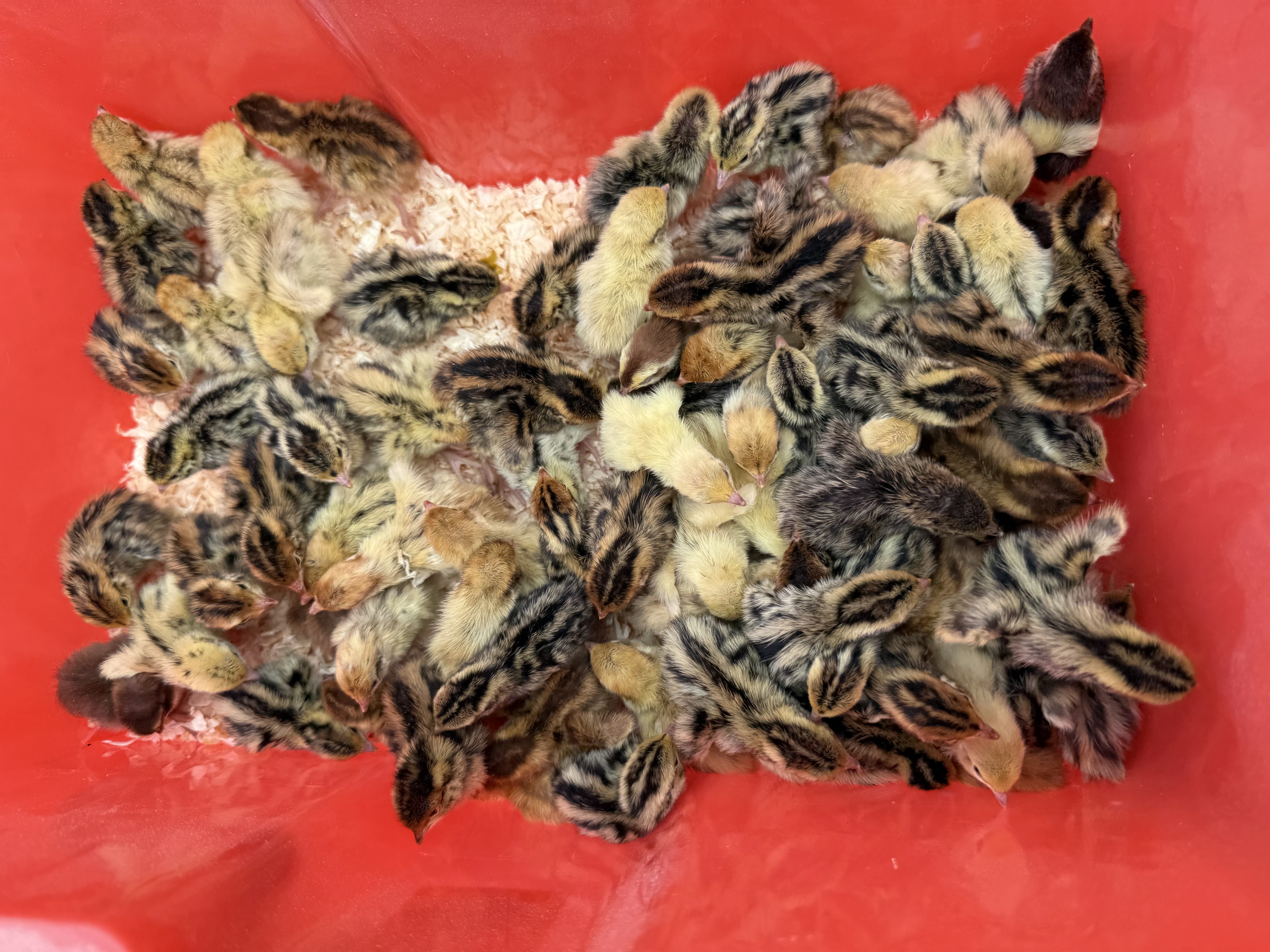 Coturnix Quail Hatching Eggs multiples of x12