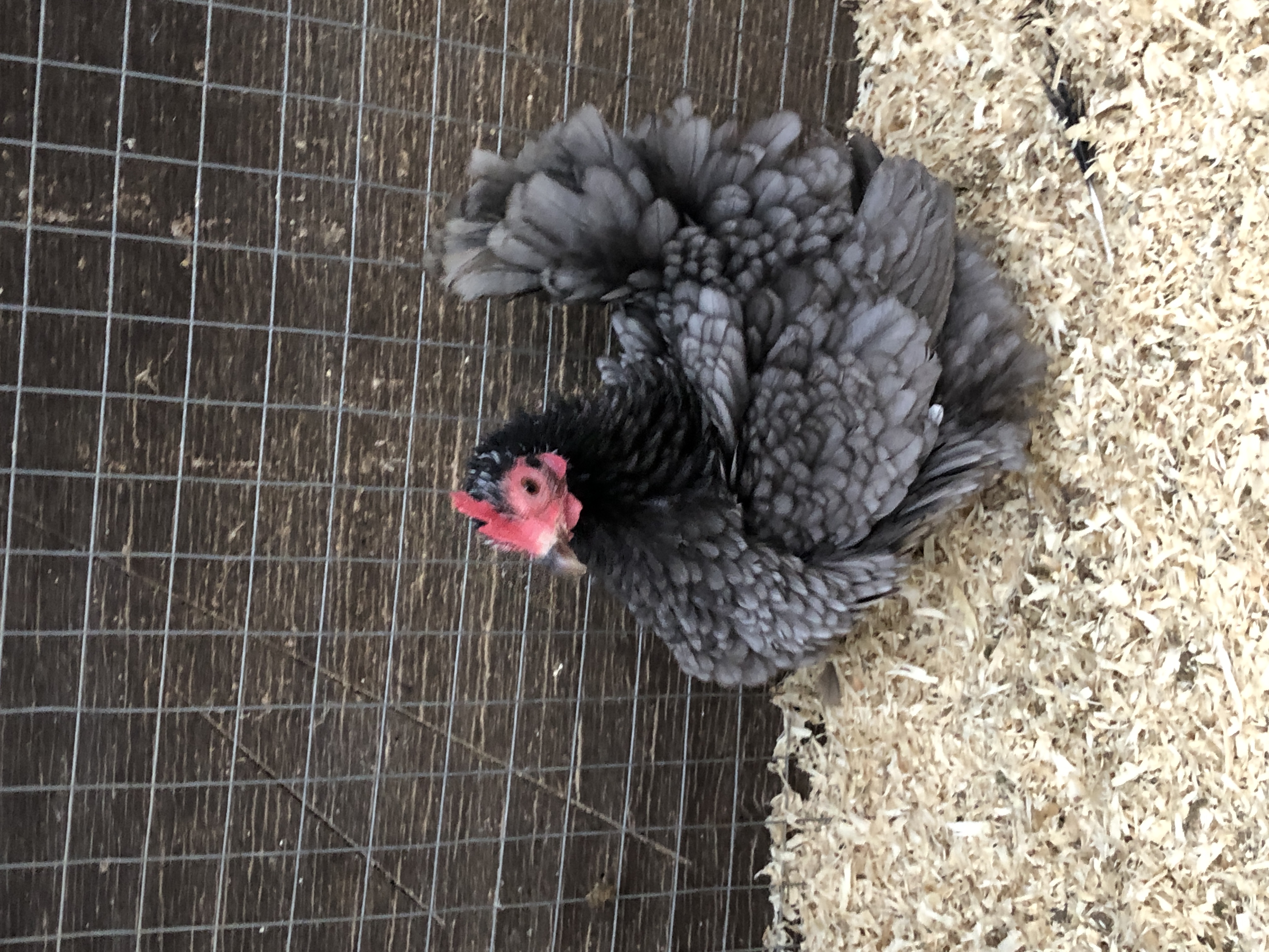 Malaysian Serama Hatching Eggs (Frizzled) multiples of x6