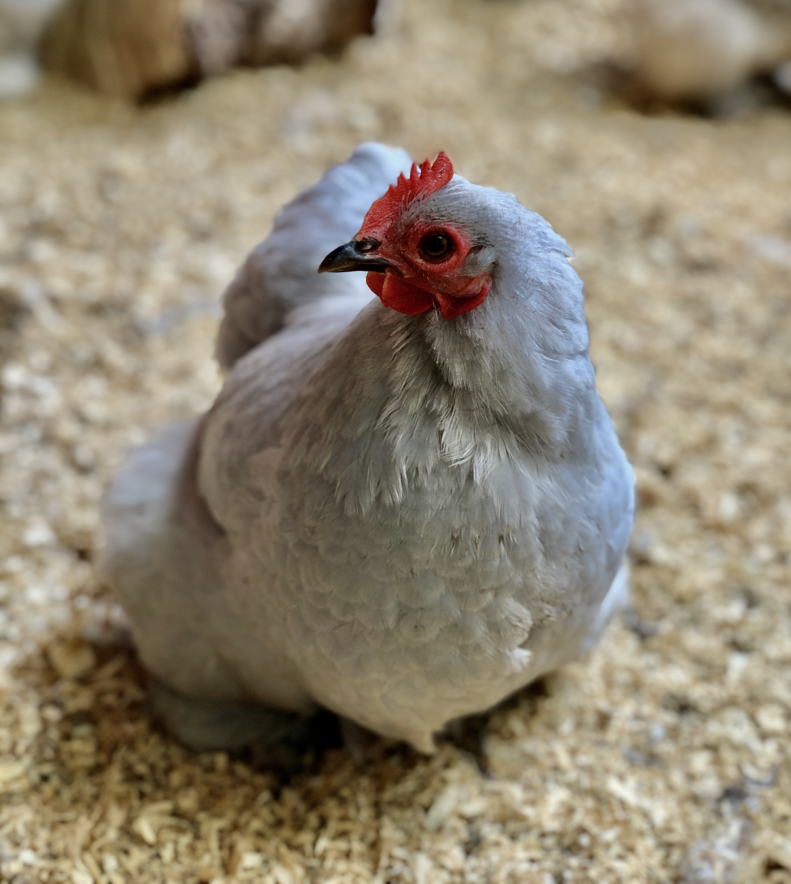 Lavender Pekin Hatching Eggs multiples of x6