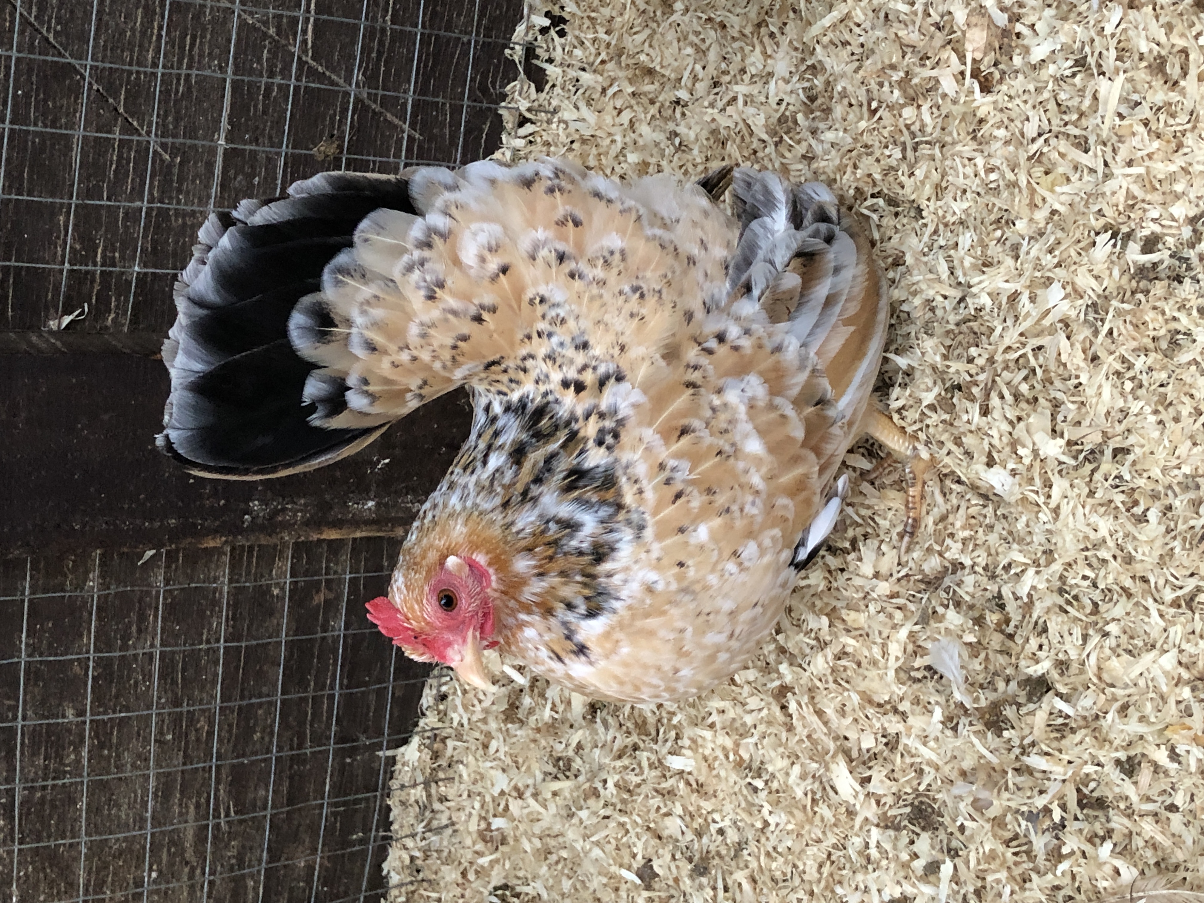 Malaysian Serama Hatching Eggs (Smooth) multiples of x6