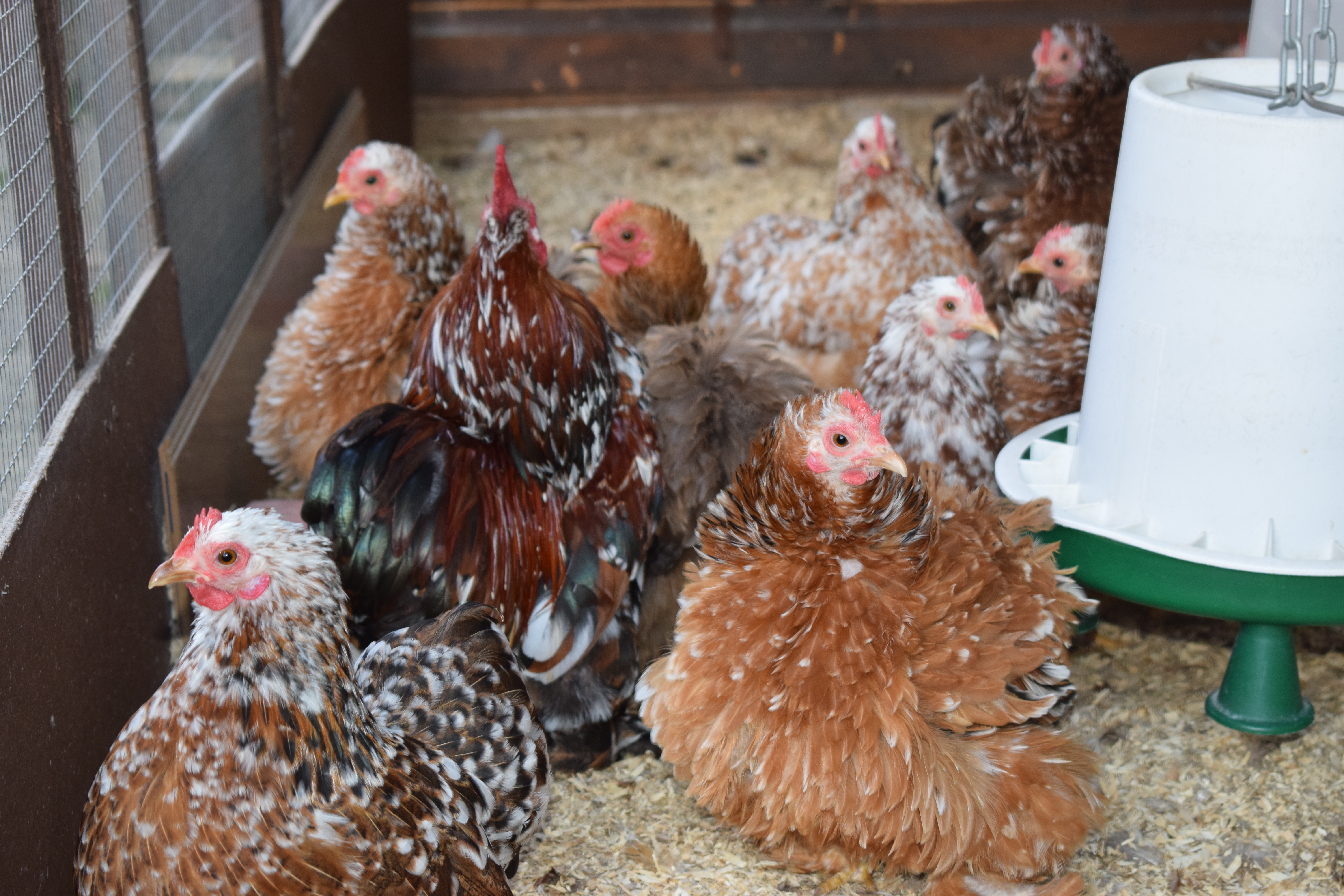 Mixed Mottled  Pekin Bantam Hatching Eggs multiples of x6