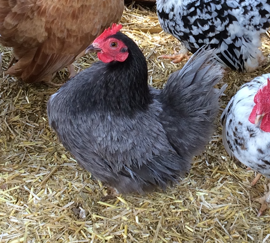 Malaysian Serama Hatching Eggs (Silkied)  multiples of x6