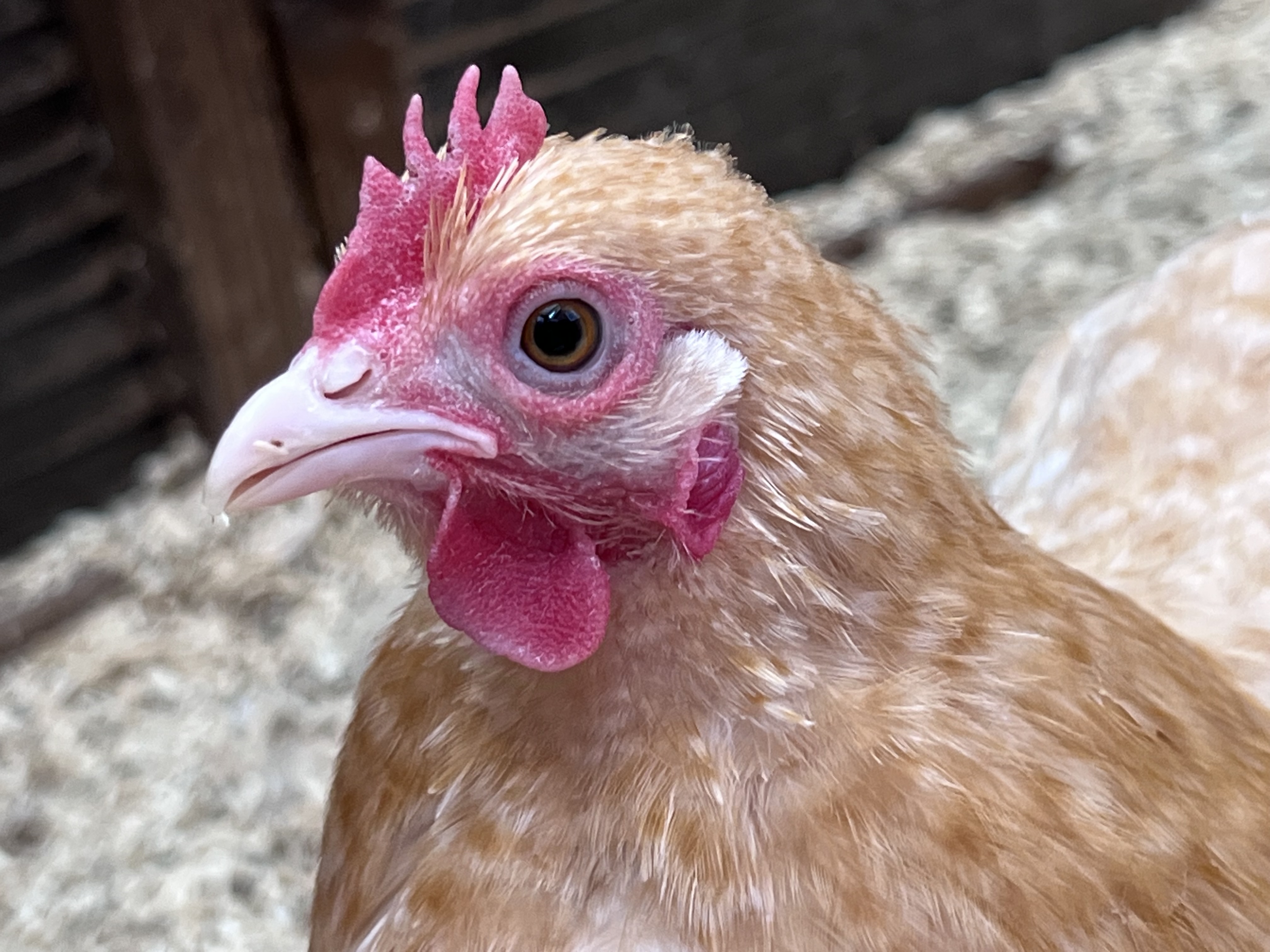 Lemon Cuckoo Pekin Hatching Eggs multiples of x6