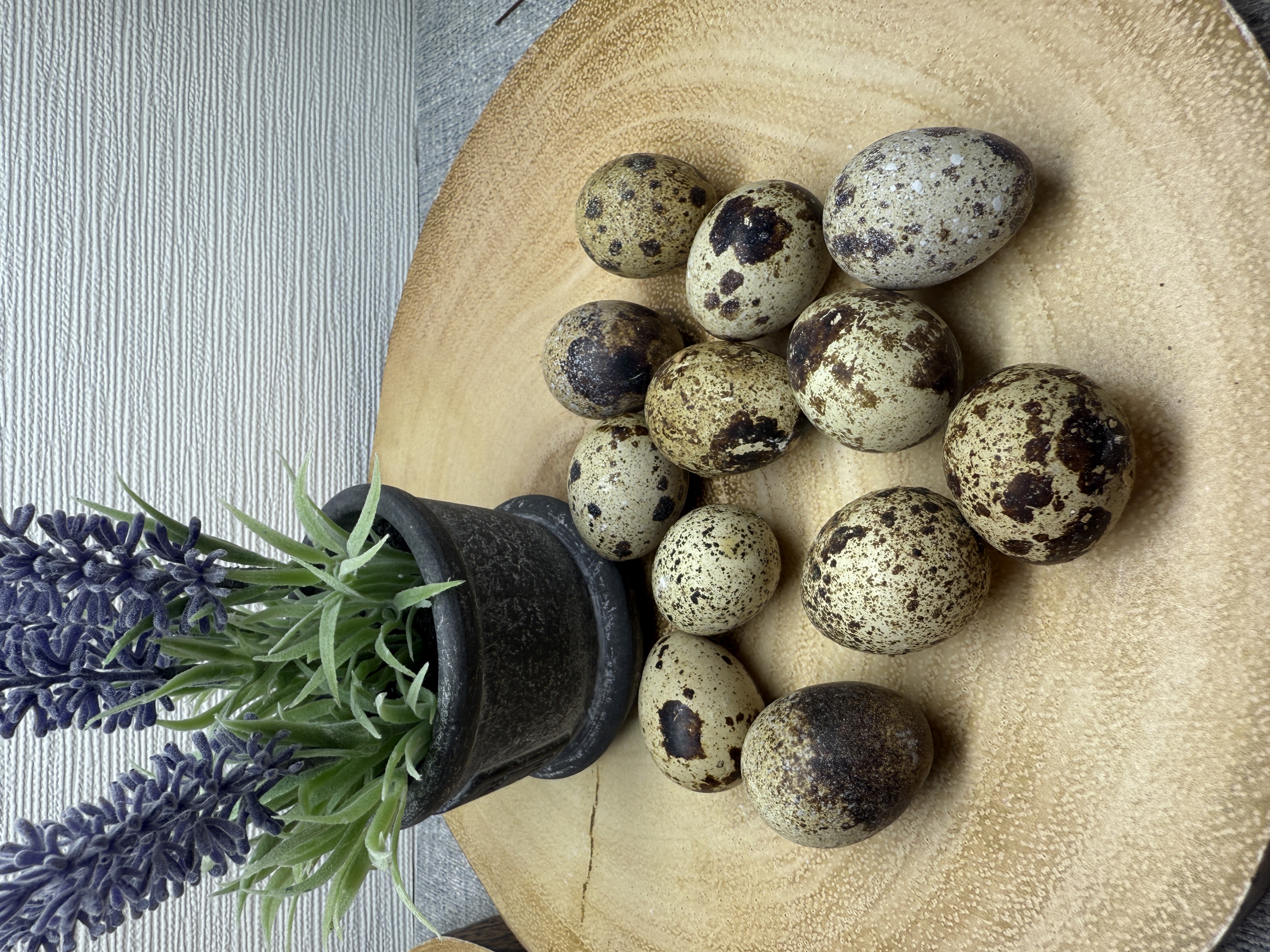Coturnix Quail Hatching Eggs multiples of x12