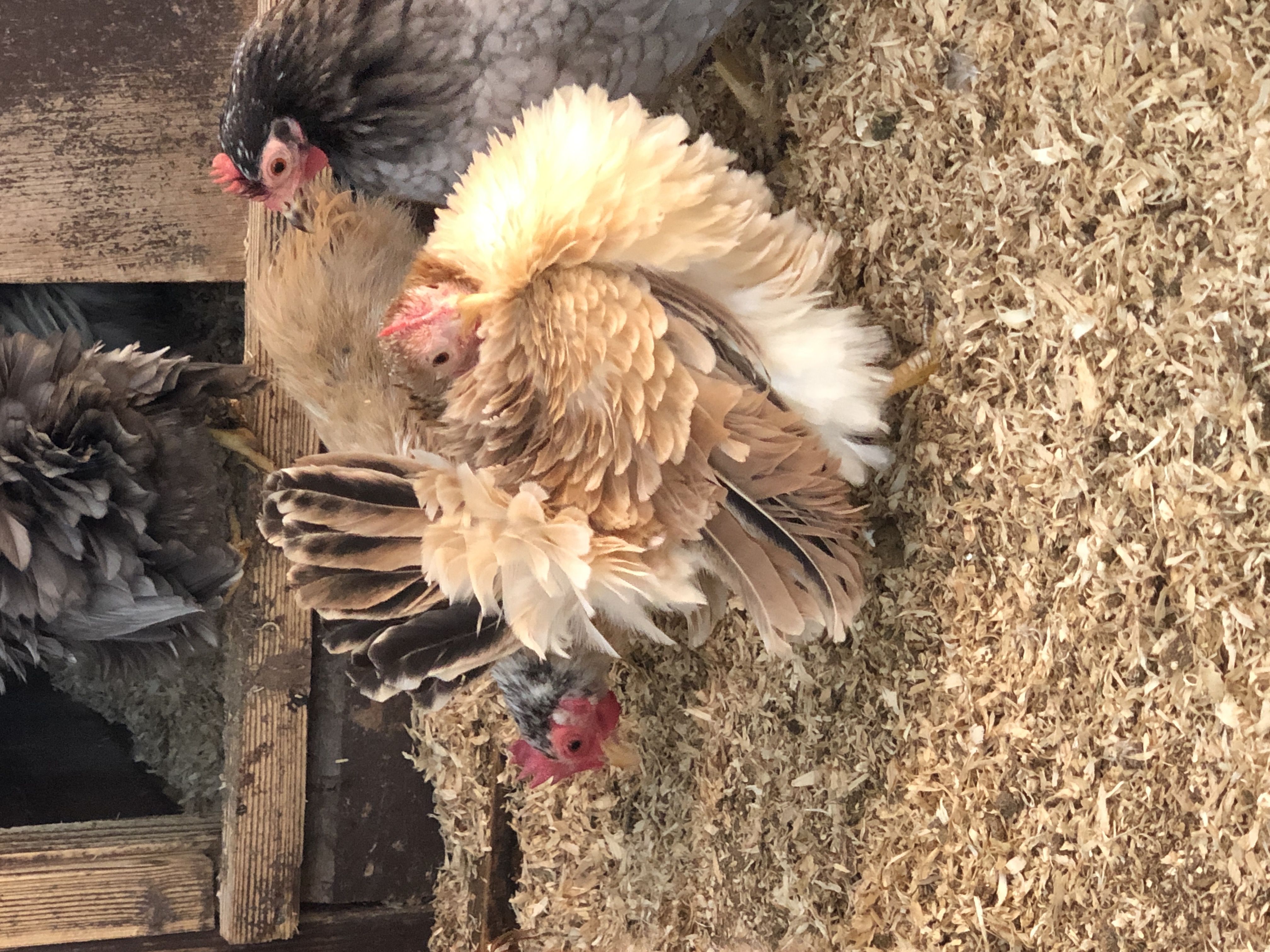 Malaysian Serama Hatching Eggs (Frizzled) multiples of x6