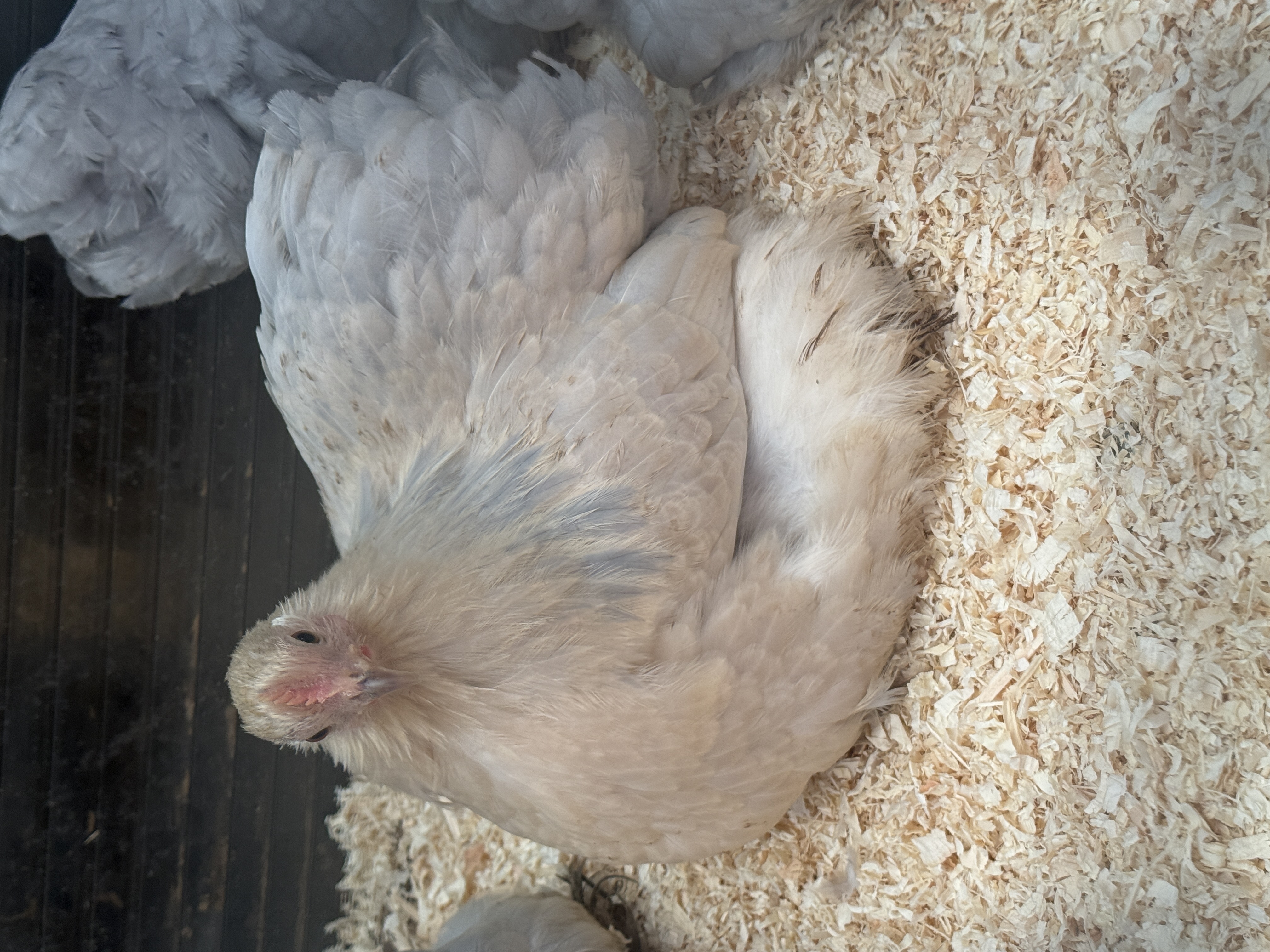 Porcelain Pekin Hatching Eggs multiples of x6