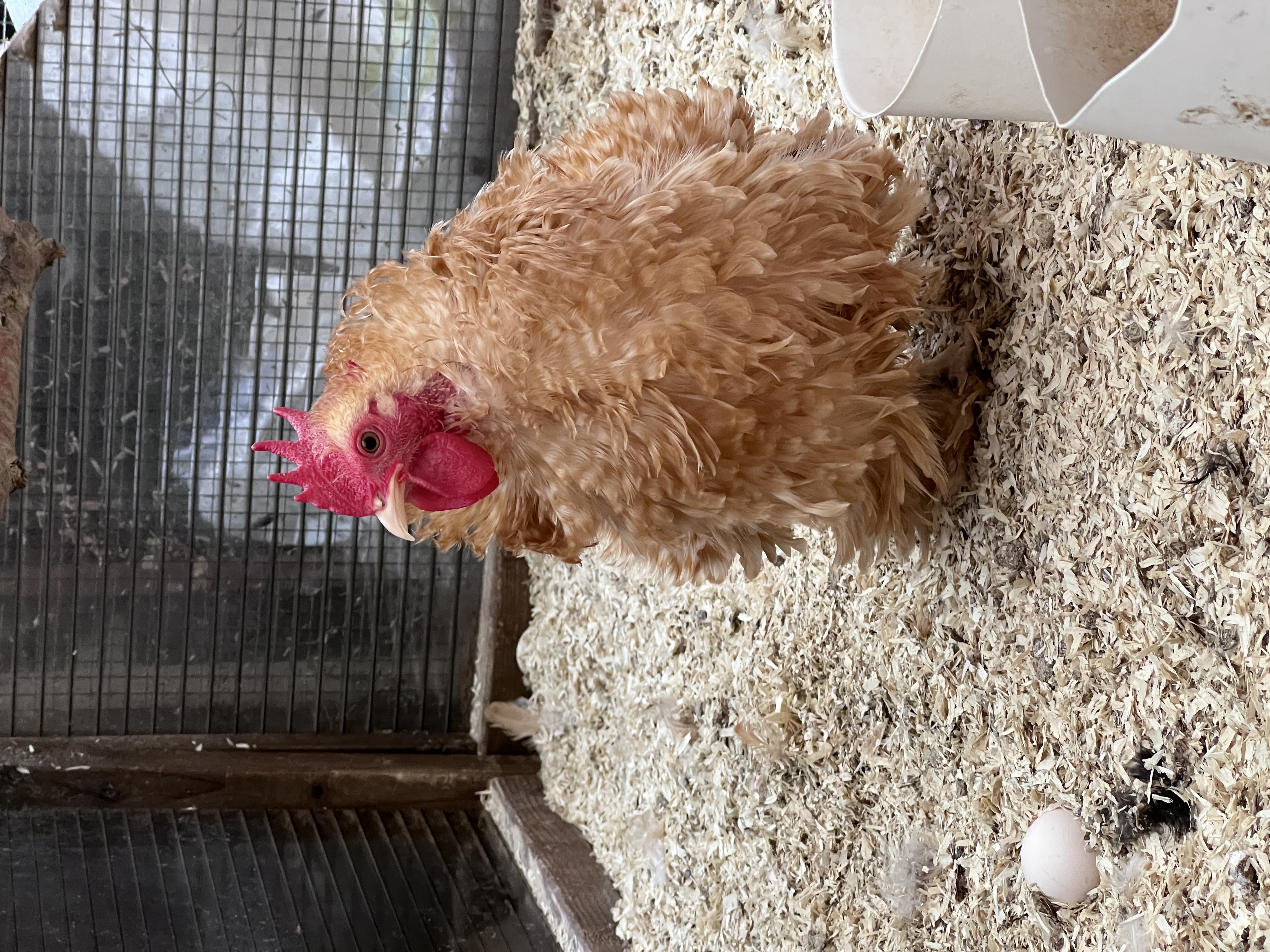 Lemon Cuckoo Pekin Hatching Eggs multiples of x6