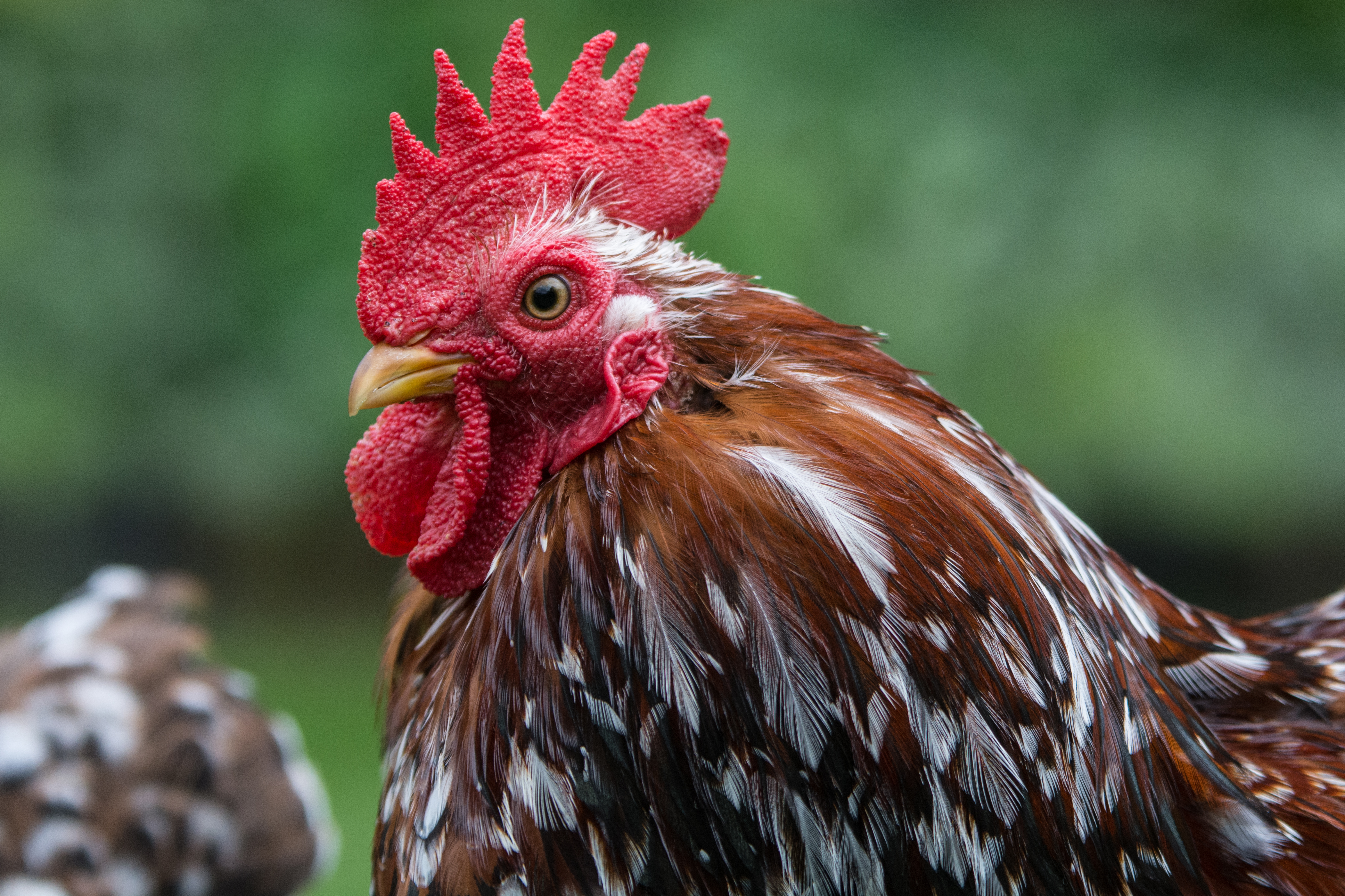 Millefleur Pekin Hatching Eggs multiples of x6