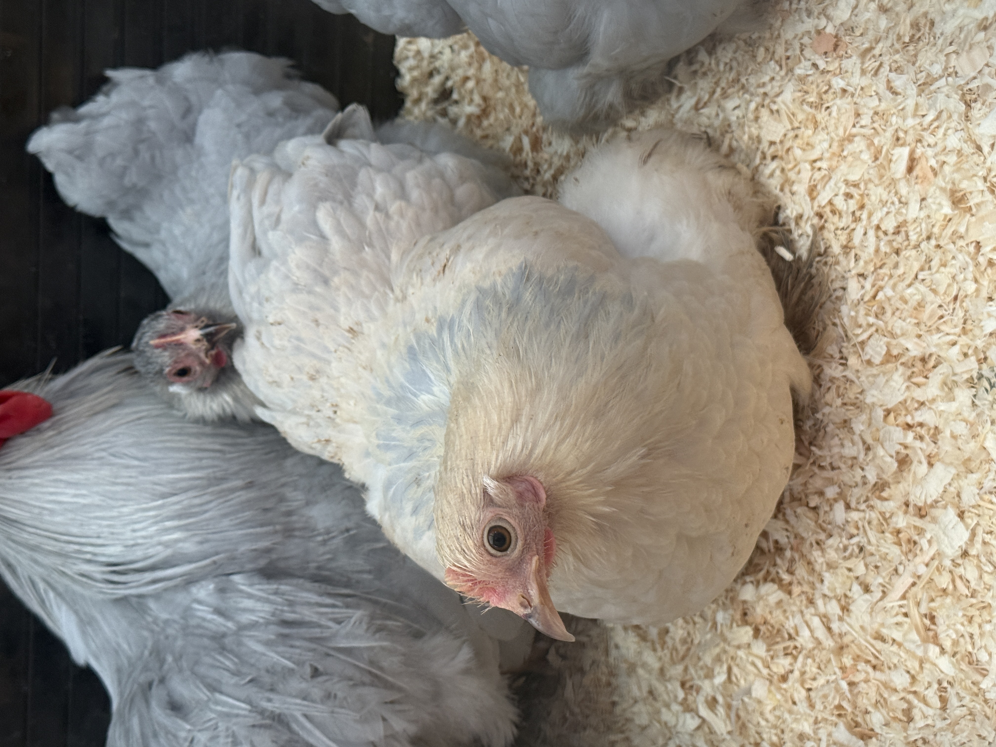 Porcelain Pekin Hatching Eggs multiples of x6