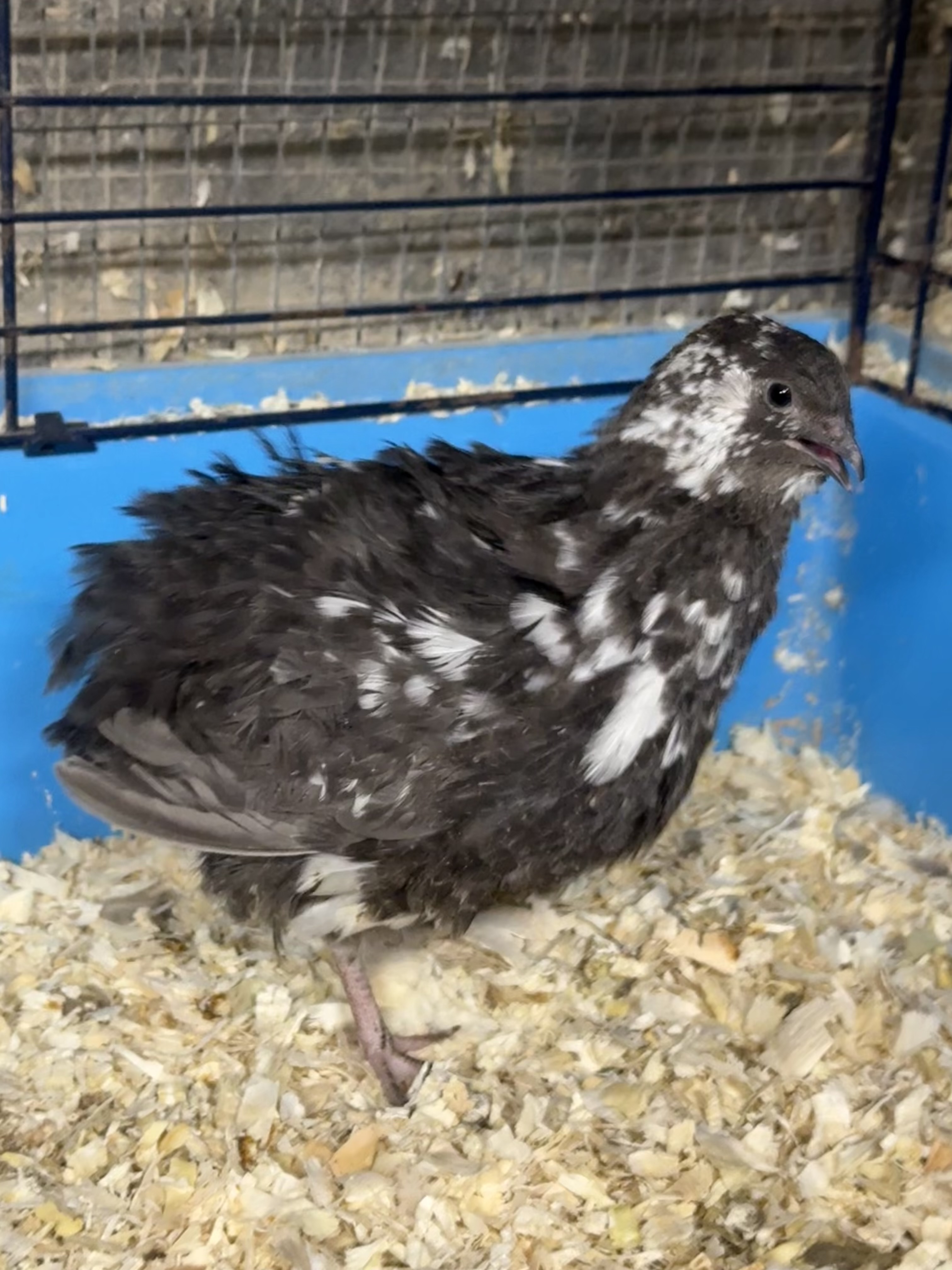 Coturnix Quail Hatching Eggs multiples of x12