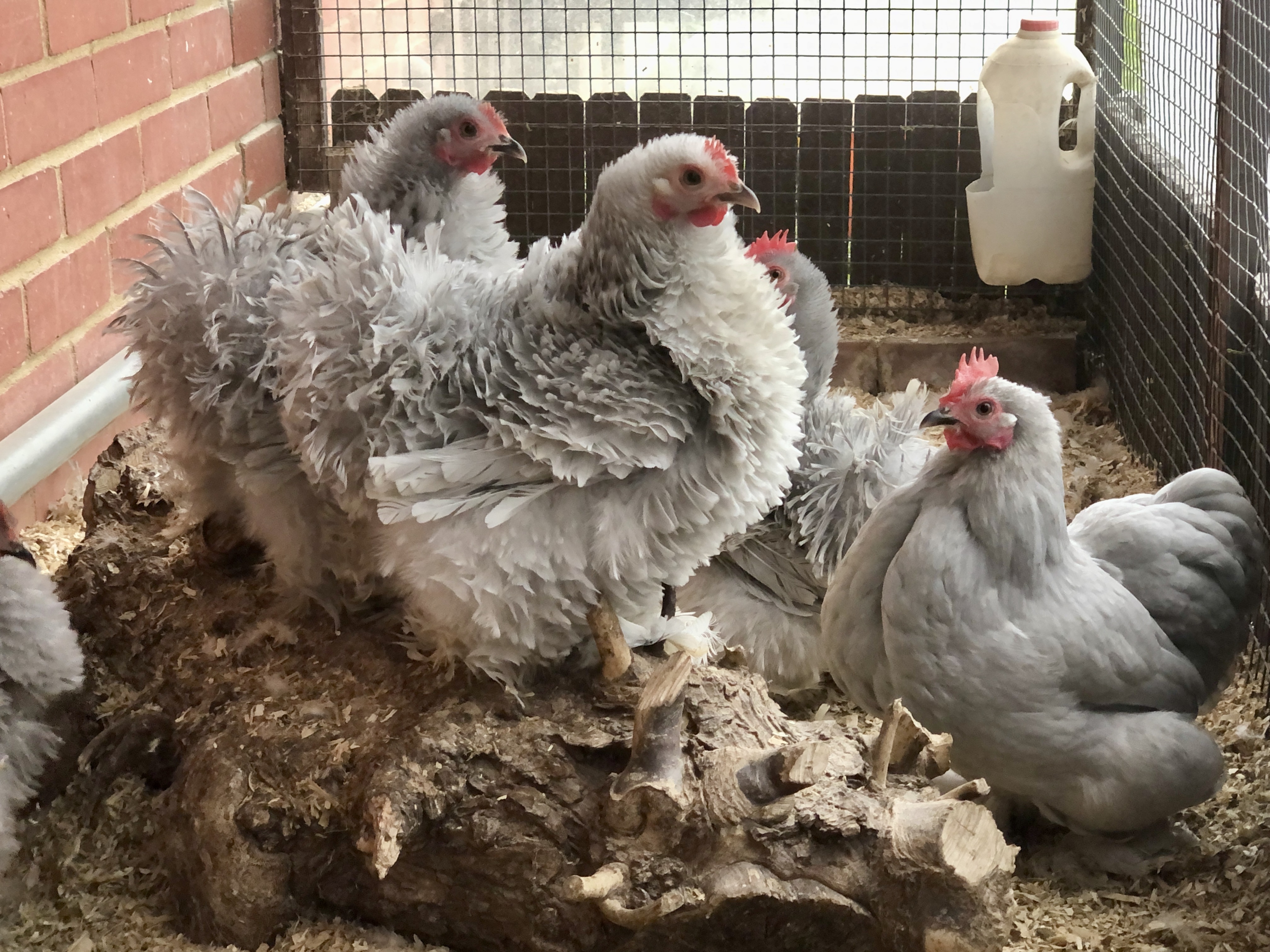 Lavender Pekin Hatching Eggs multiples of x6