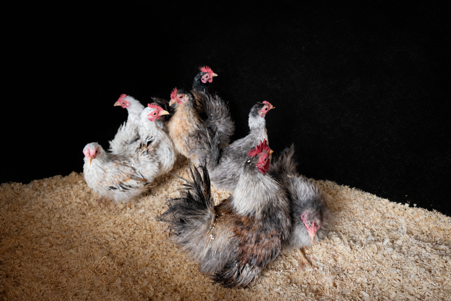 Malaysian Serama Hatching Eggs (Smooth) multiples of x6